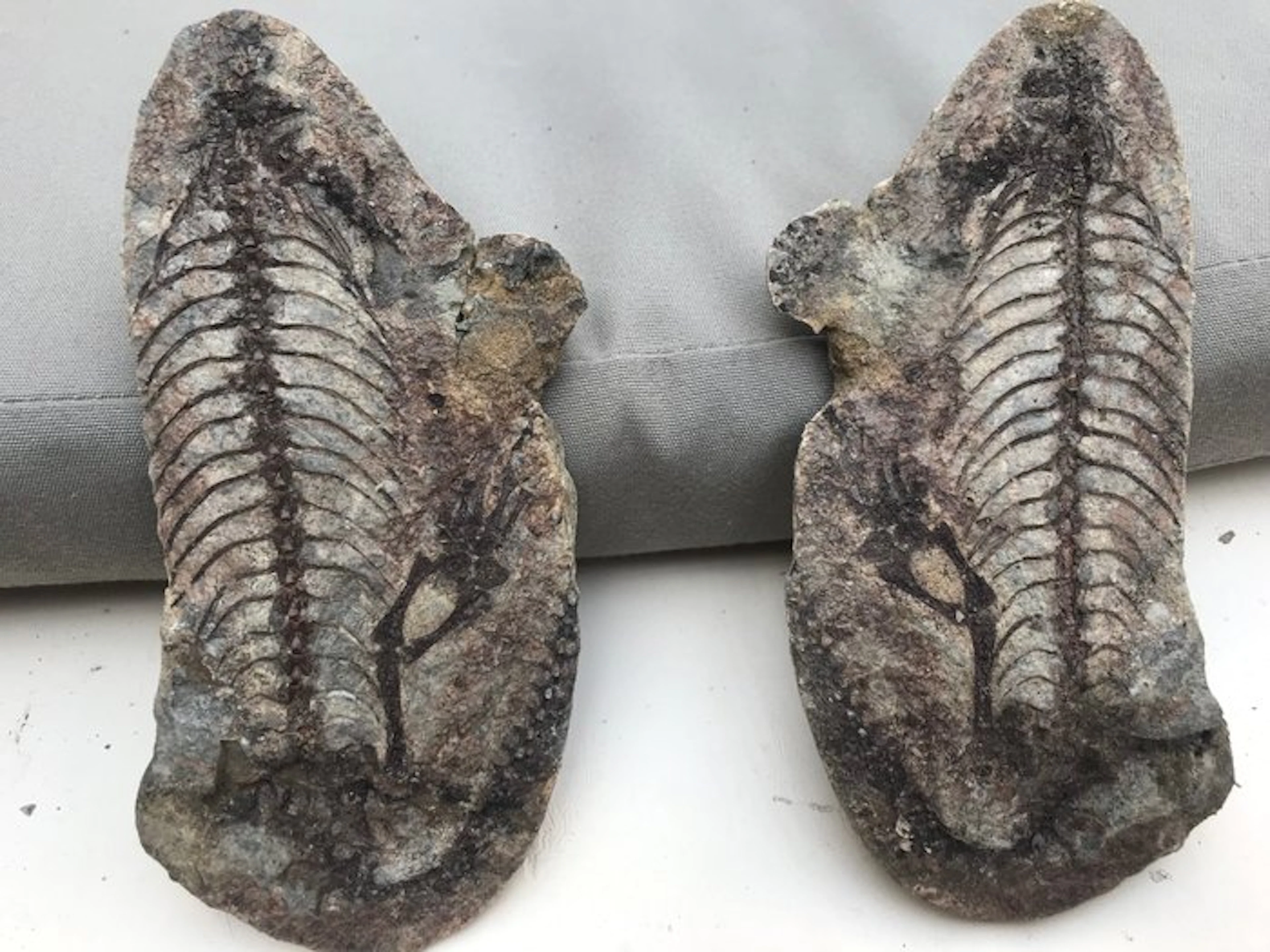 Reptile - Fossil skeleton - Barasaurus - 17 cm - 8 cm
