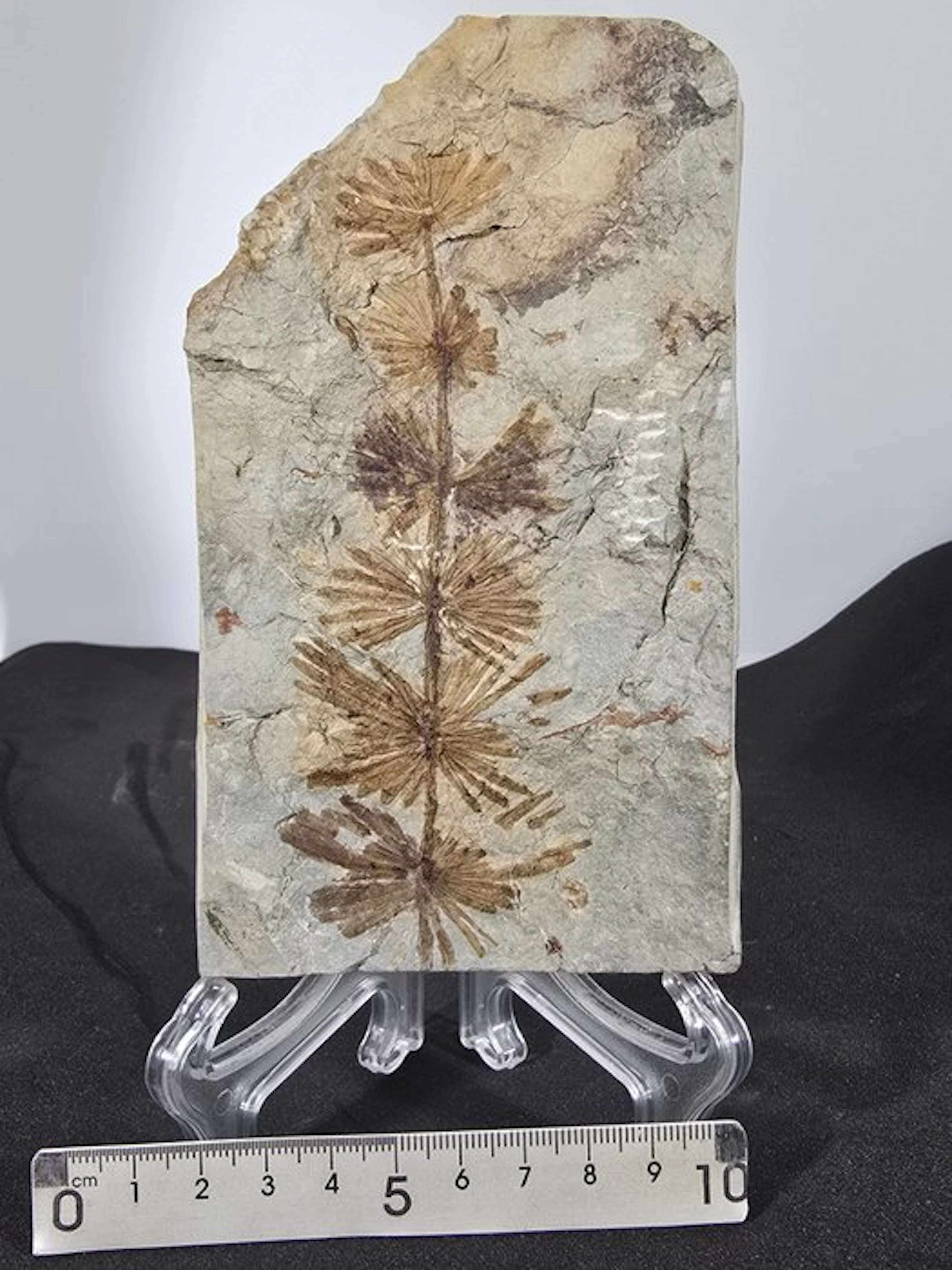 Coal-Fired Plant - Fossil plate matrix - Annularia stellata (No reserve price)