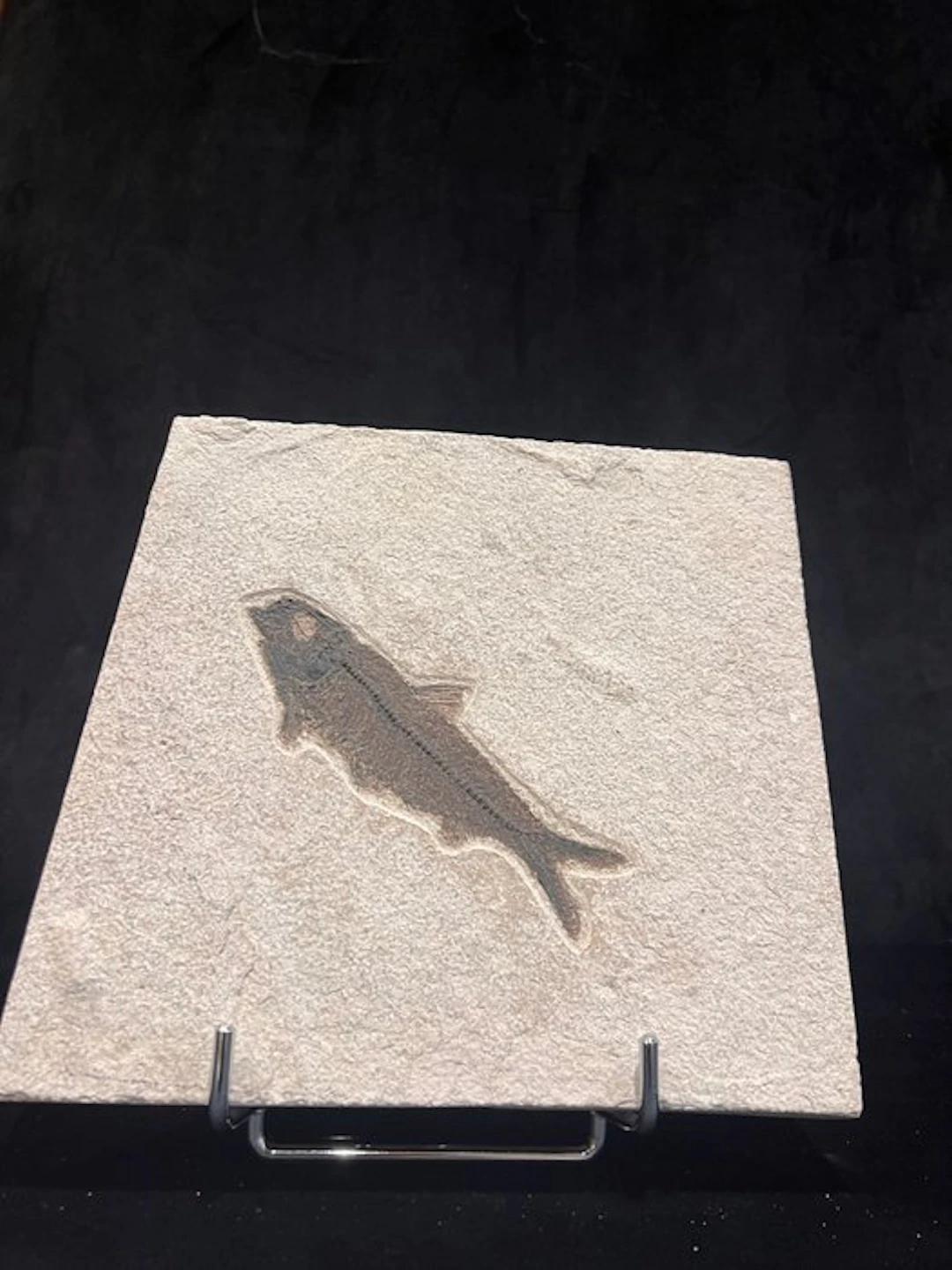 Fish - Fossil skeleton - Knightia eocaena - 20 cm - 21 cm (No reserve price)