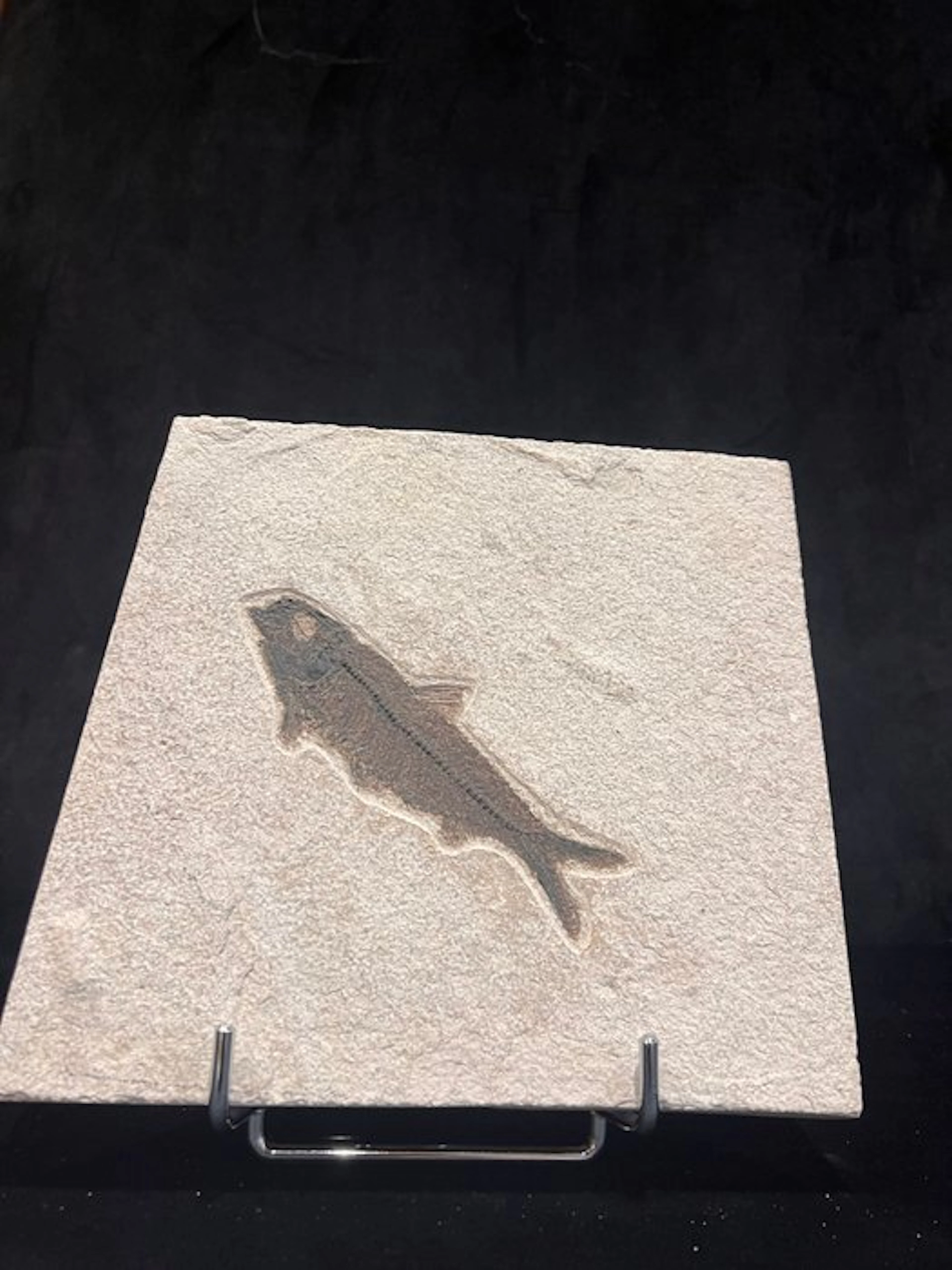 Fish - Fossil skeleton - Knightia eocaena - 20 cm - 21 cm (No reserve price)