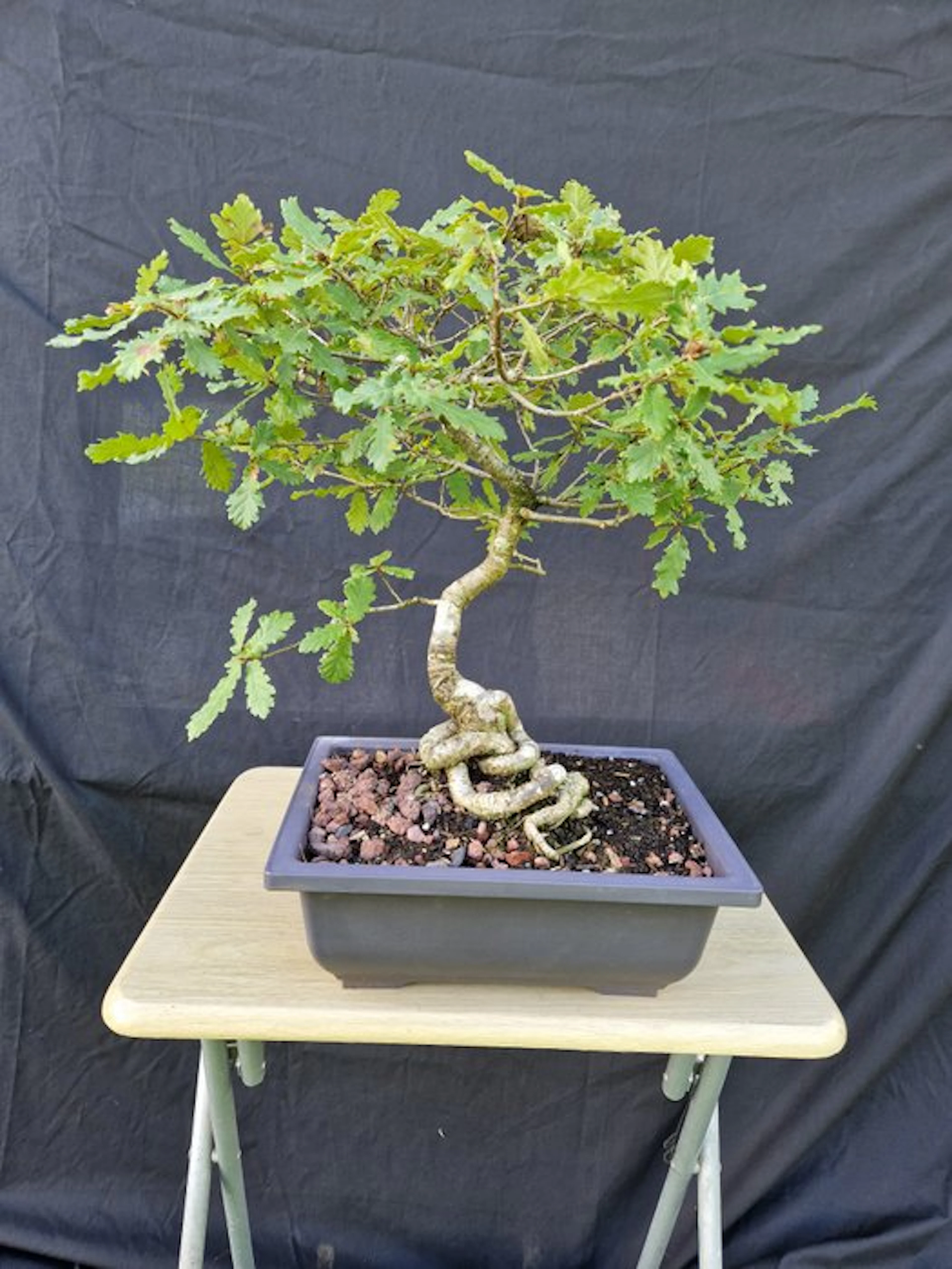 oak - Height (Tree): 39 cm - Depth (Tree): 40 cm - France