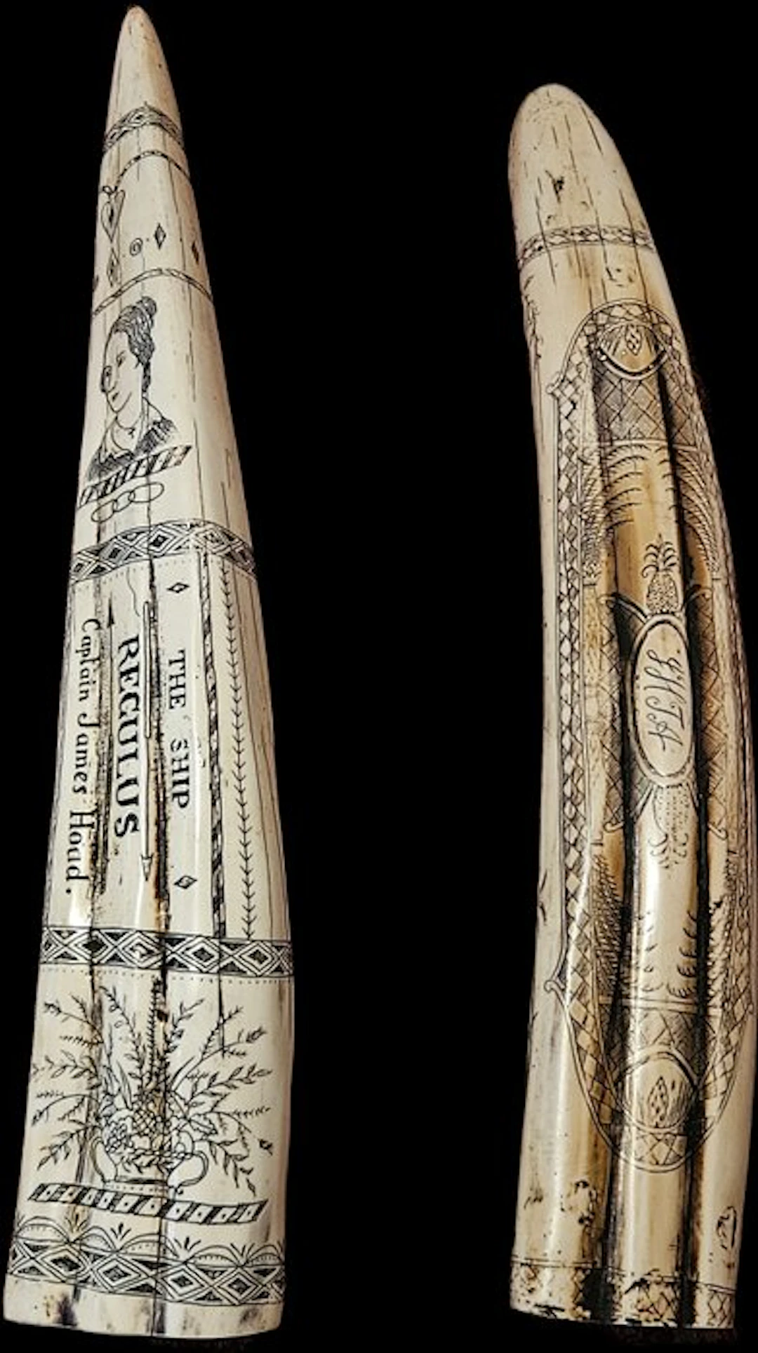 Scrimshawed Walrus tusk (2) - Resin- resin reproduction
