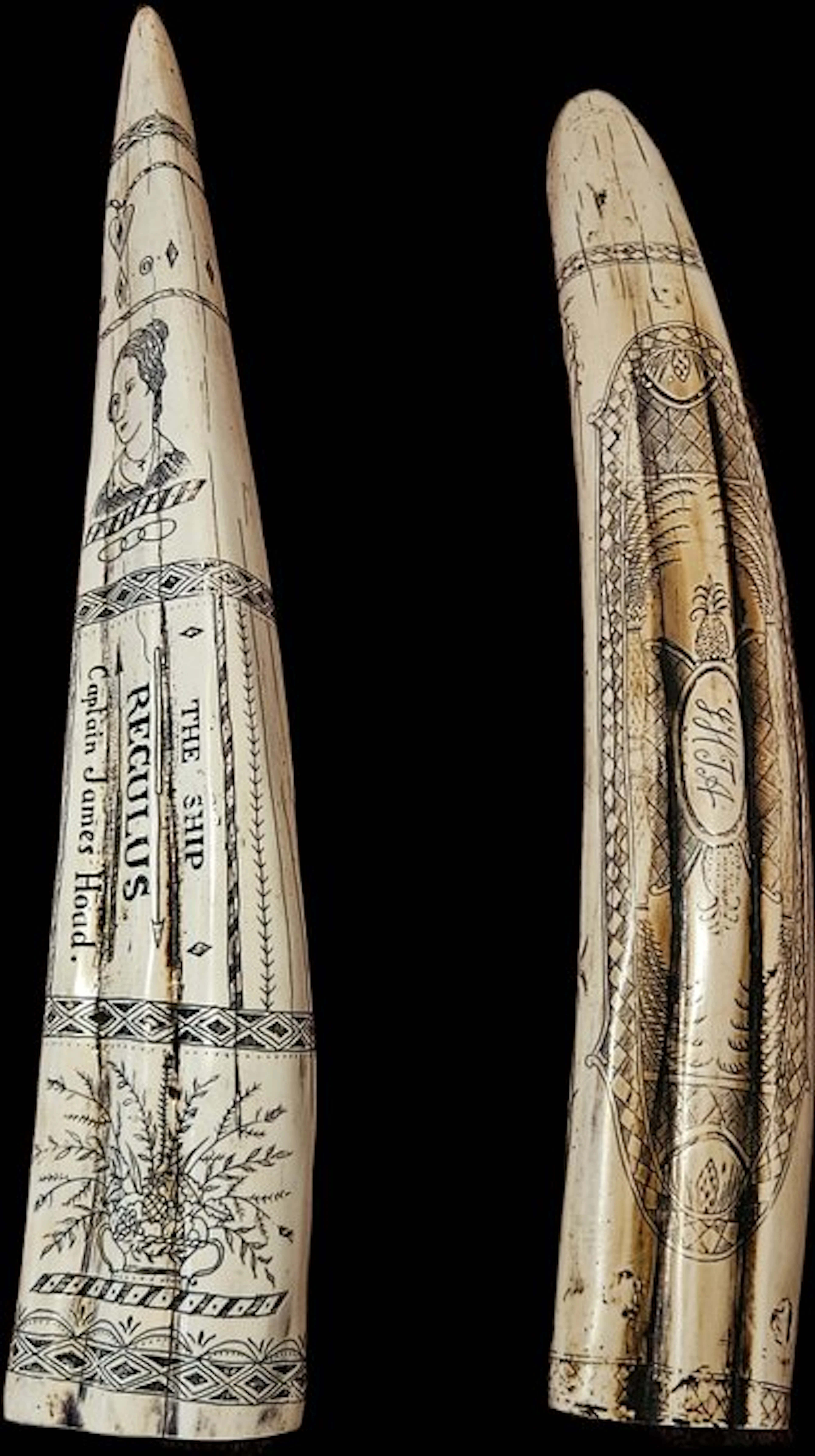 Scrimshawed Walrus tusk (2) - Resin- resin reproduction