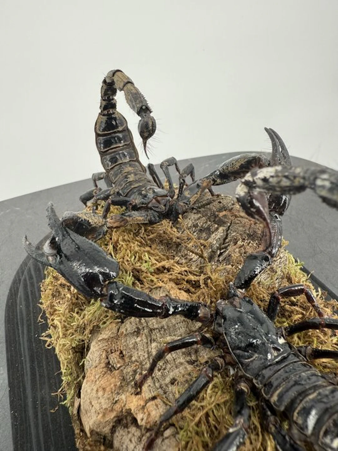 Scorpions under a glass dome Taxidermy full body mount...