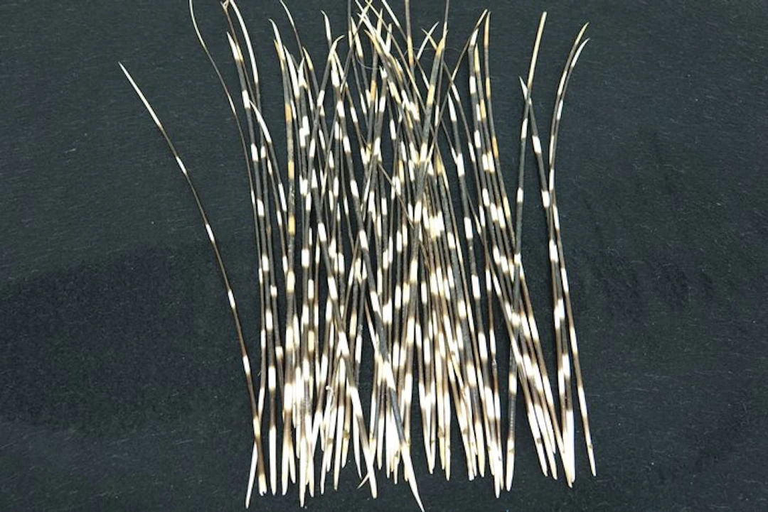 Cape Porcupine Quills - Taxidermy full body mount...