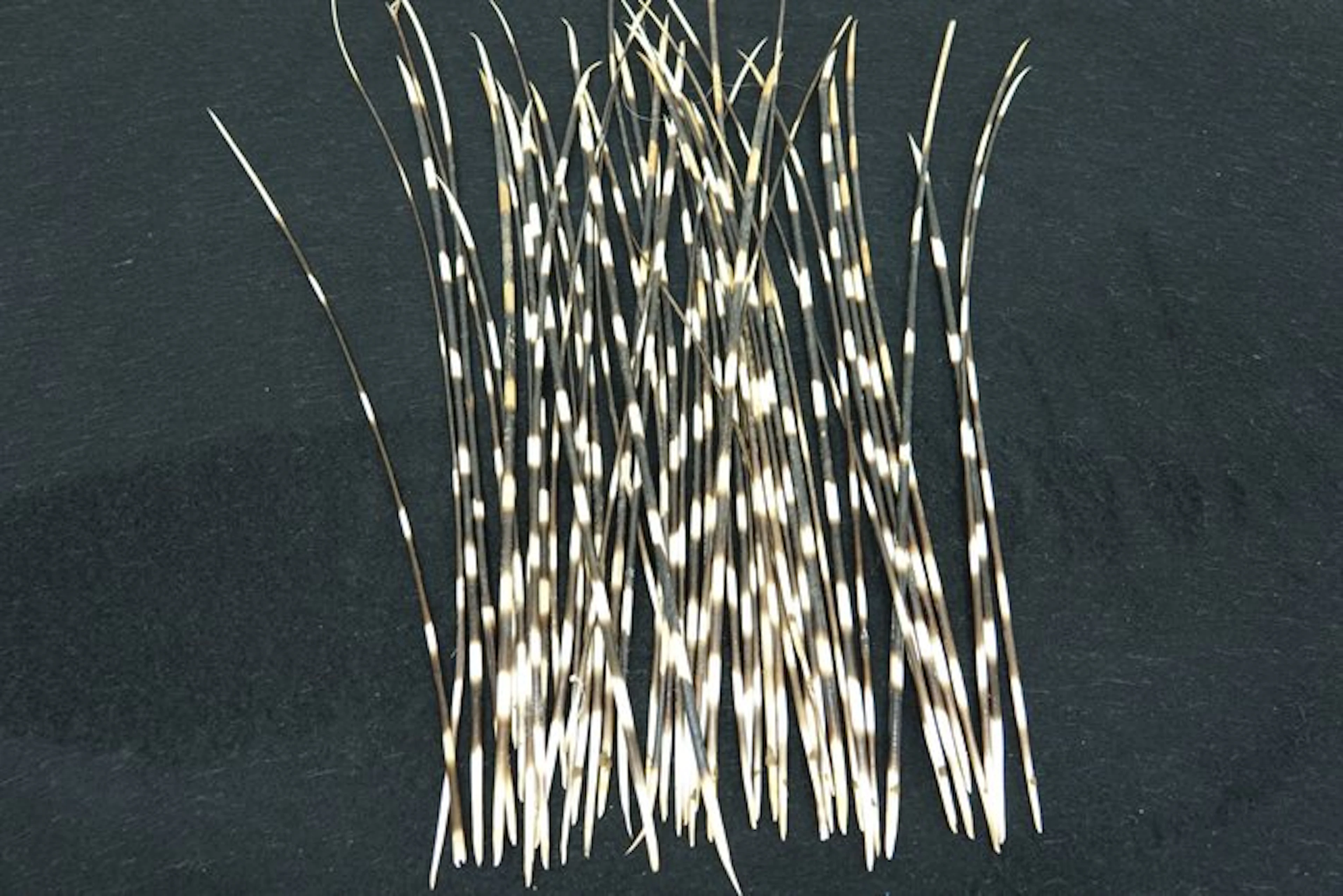 Cape Porcupine Quills - Taxidermy full body mount...