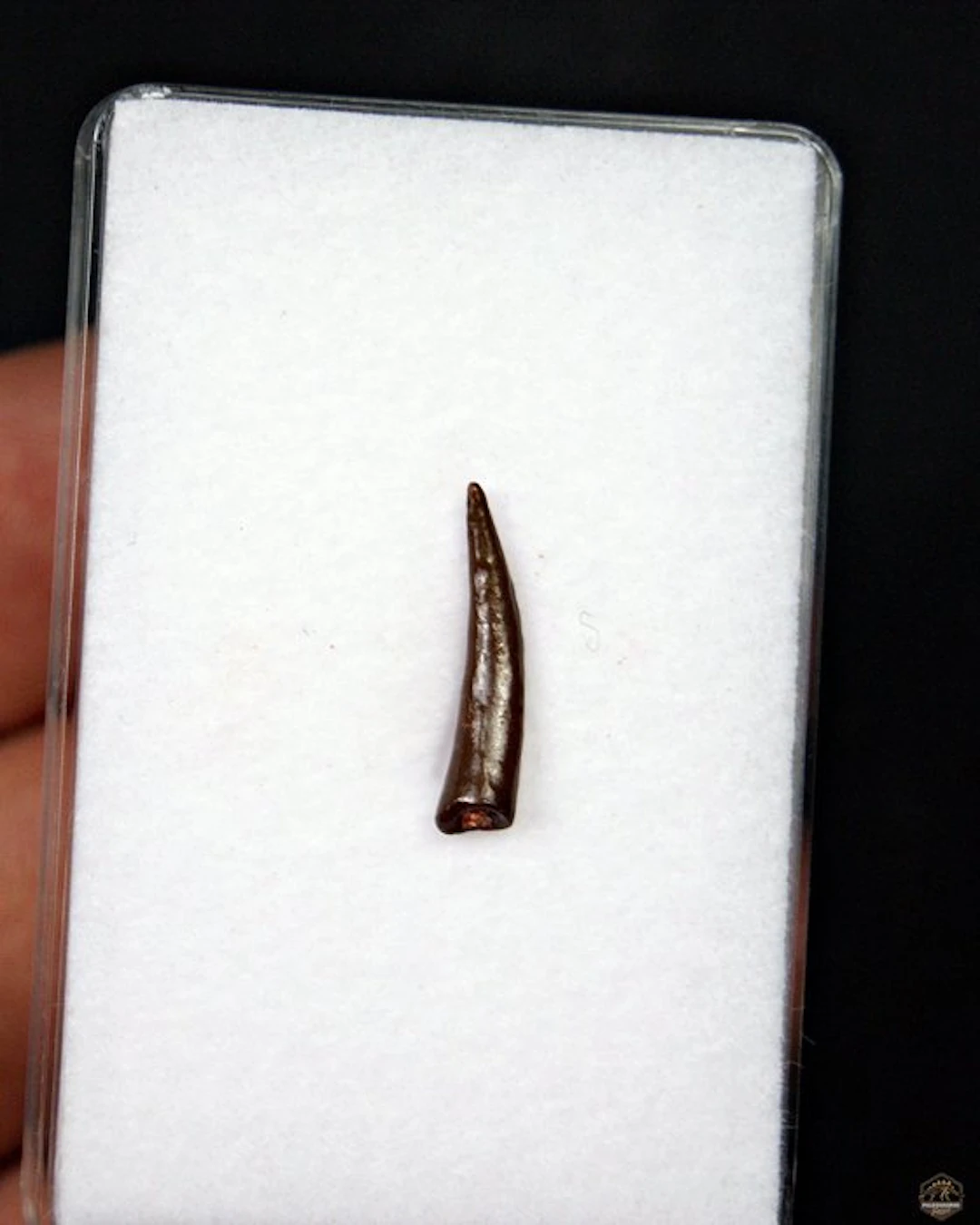 Pterosaur - Fossil tooth - Siroccopteryx (No reserve price)