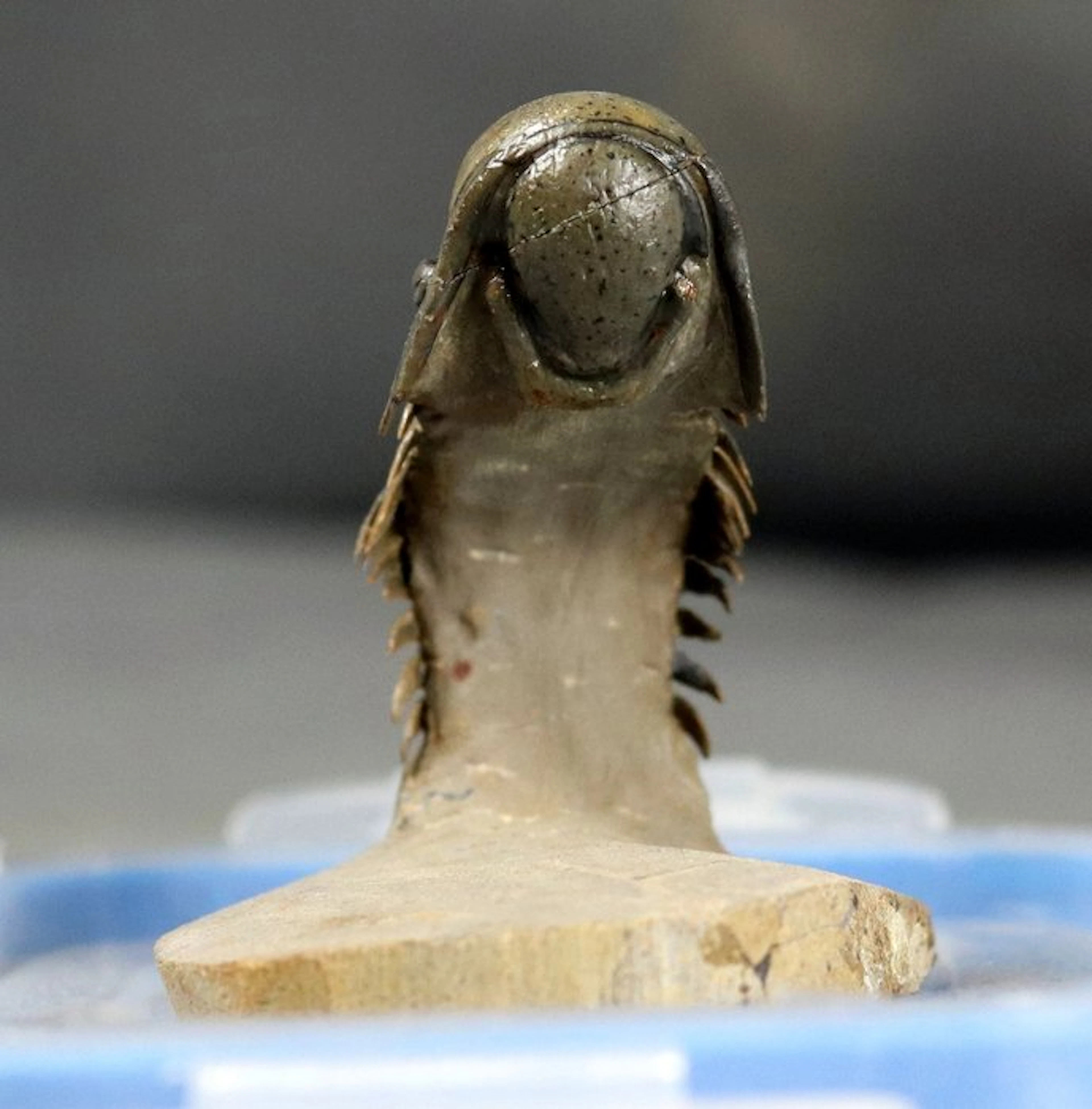 Finest trilobite with truly amazing flying position...