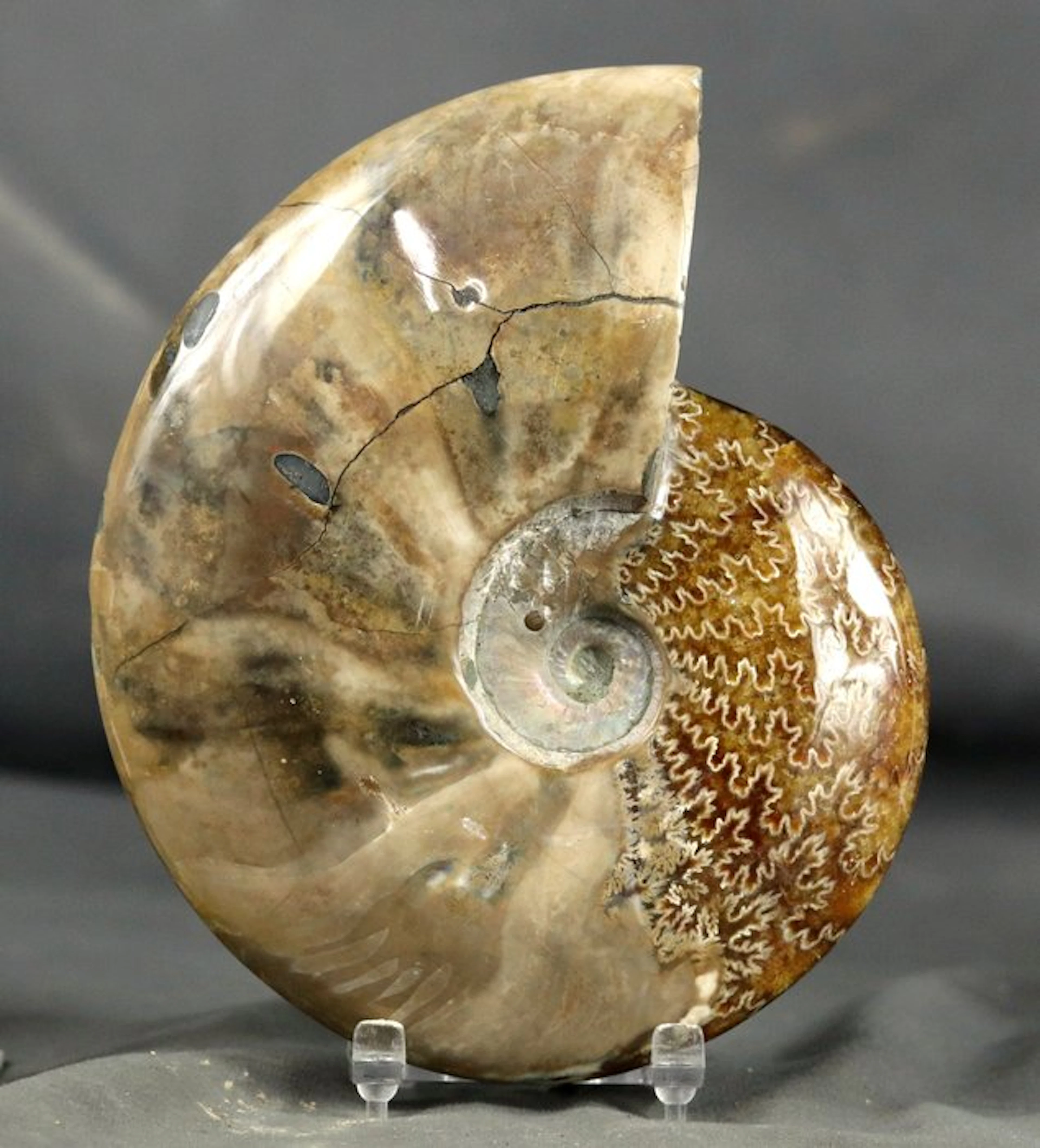 Finest ammonite with both sides cleaned - - Fossilised...
