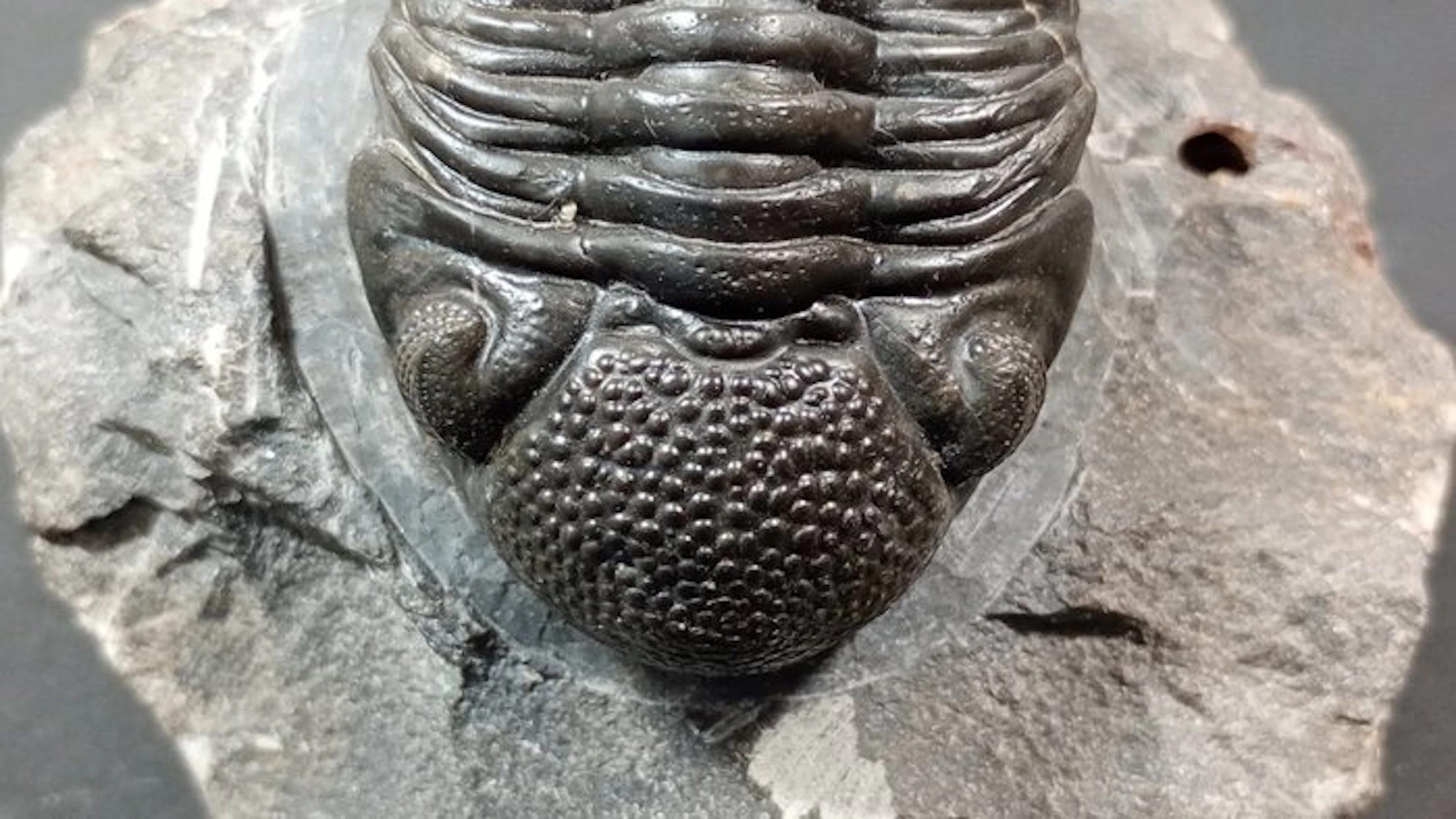Trilobite - Fossil carapace - Pedinopariops Vagabundus - 9 cm