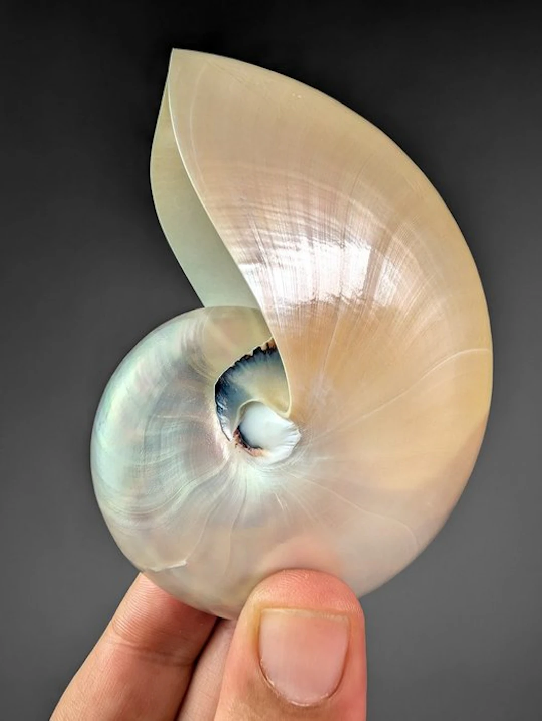 Chambered Nautilus polished Sea shell - Nautilus...