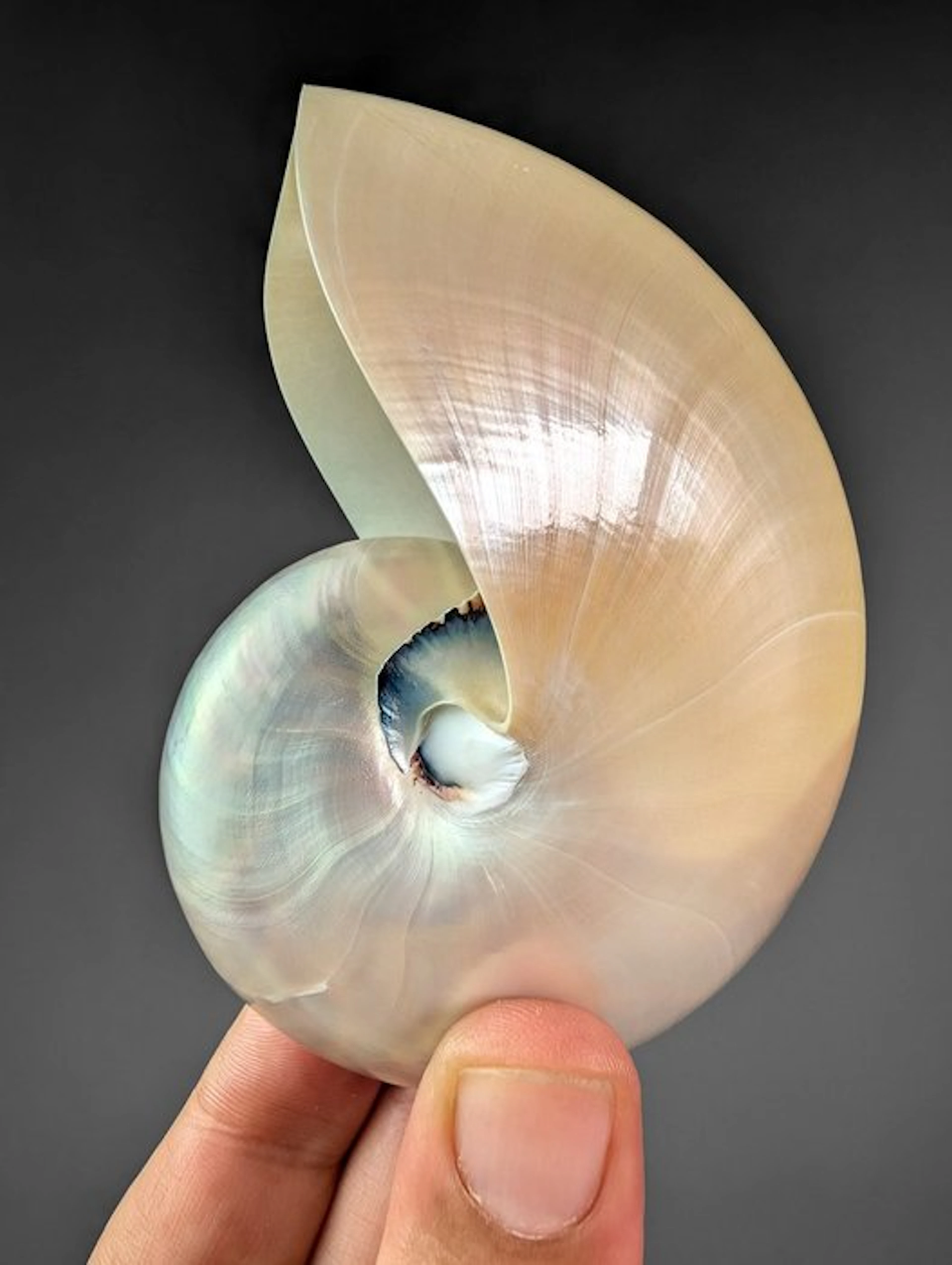 Chambered Nautilus polished Sea shell - Nautilus...