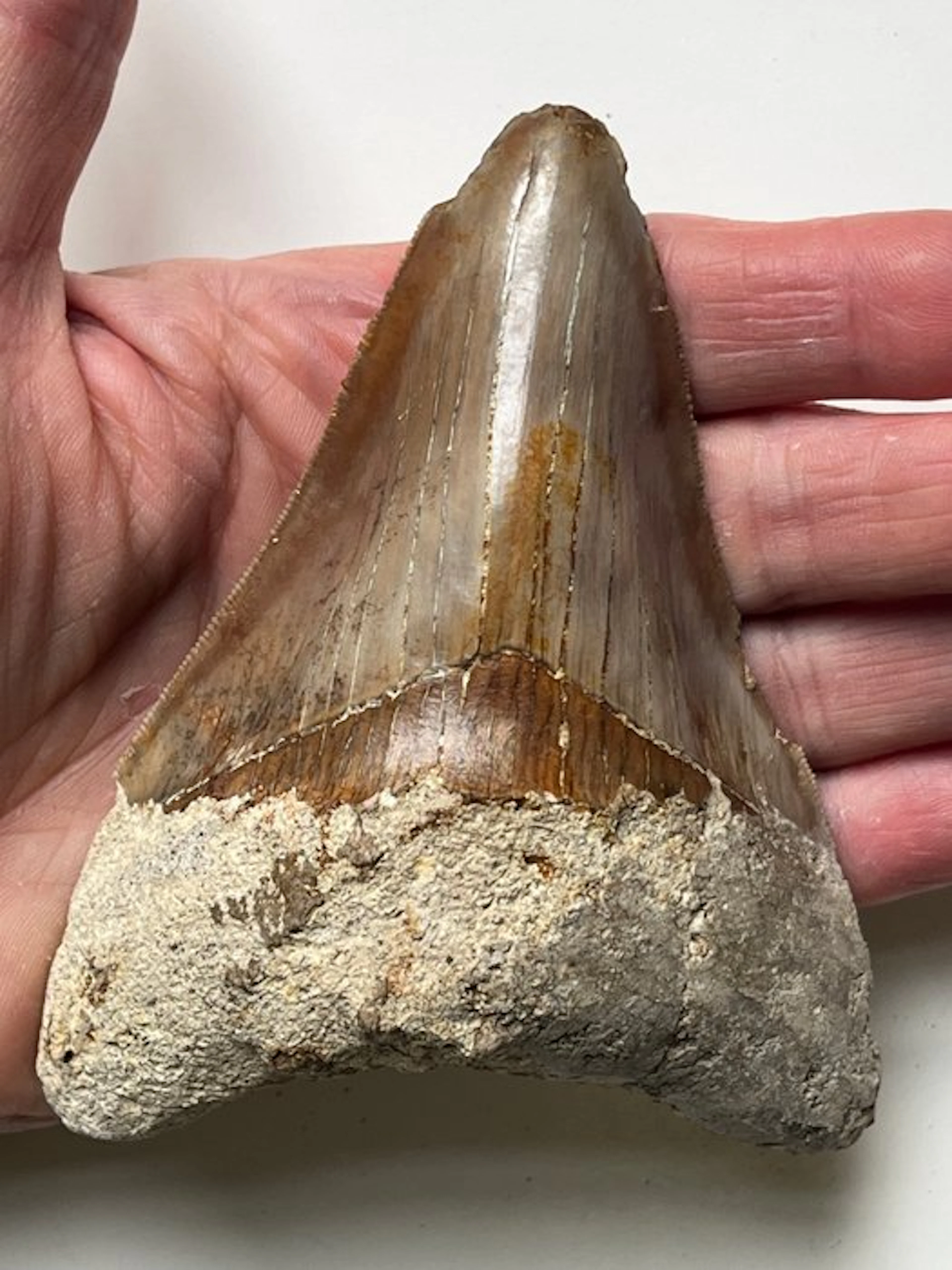 Megalodon tooth 11,4 cm - Fossil tooth - Carcharocles megalodon