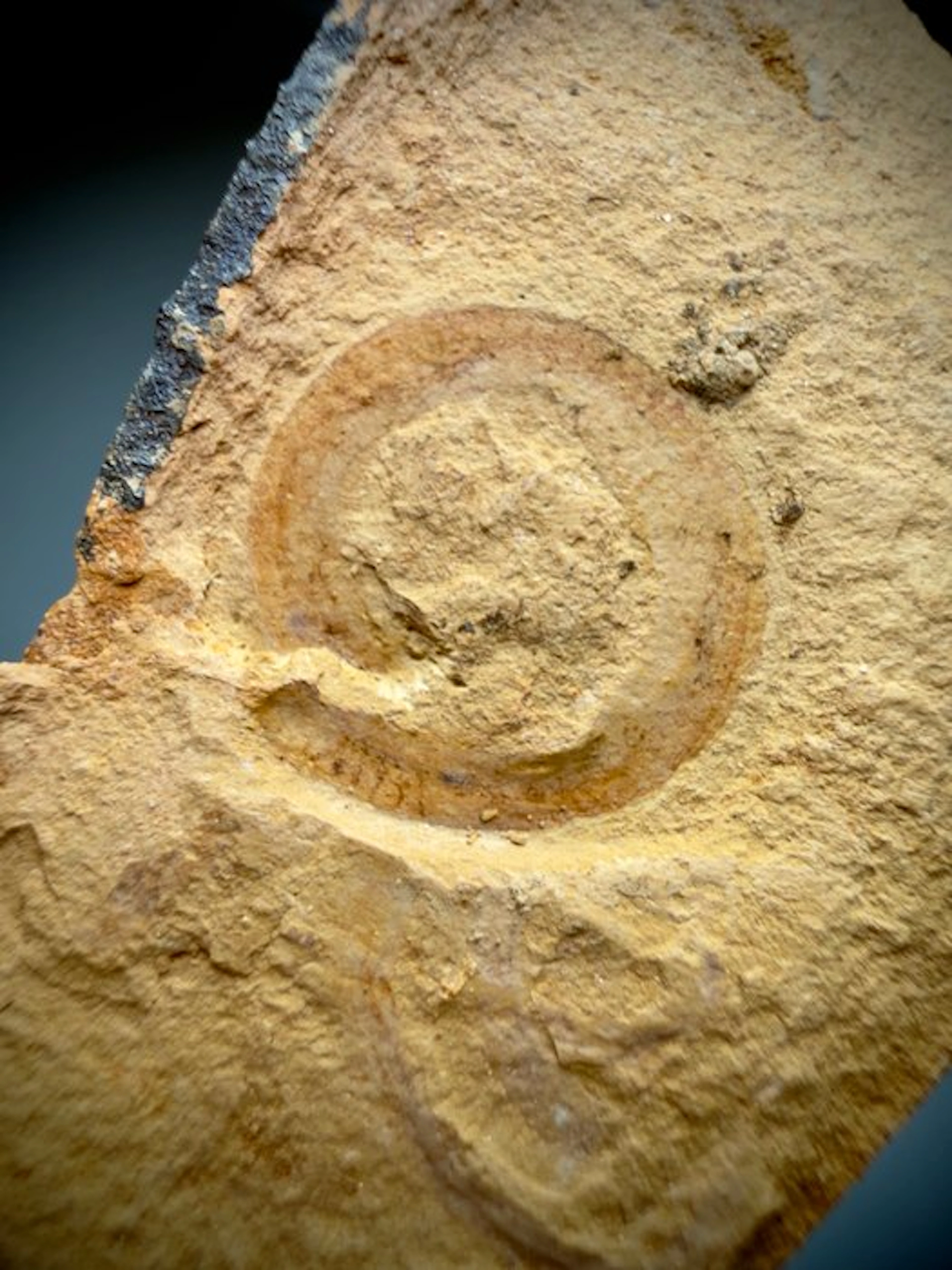 Stunning Cambrian Worms Plate- - Fossil plate matrix - Maotianshania cylindrica