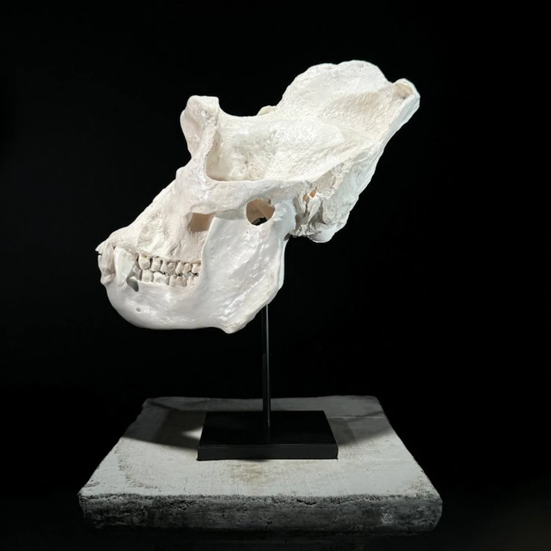 NO RESERVE PRICE- A Replica of Gorilla Skull on a custom...