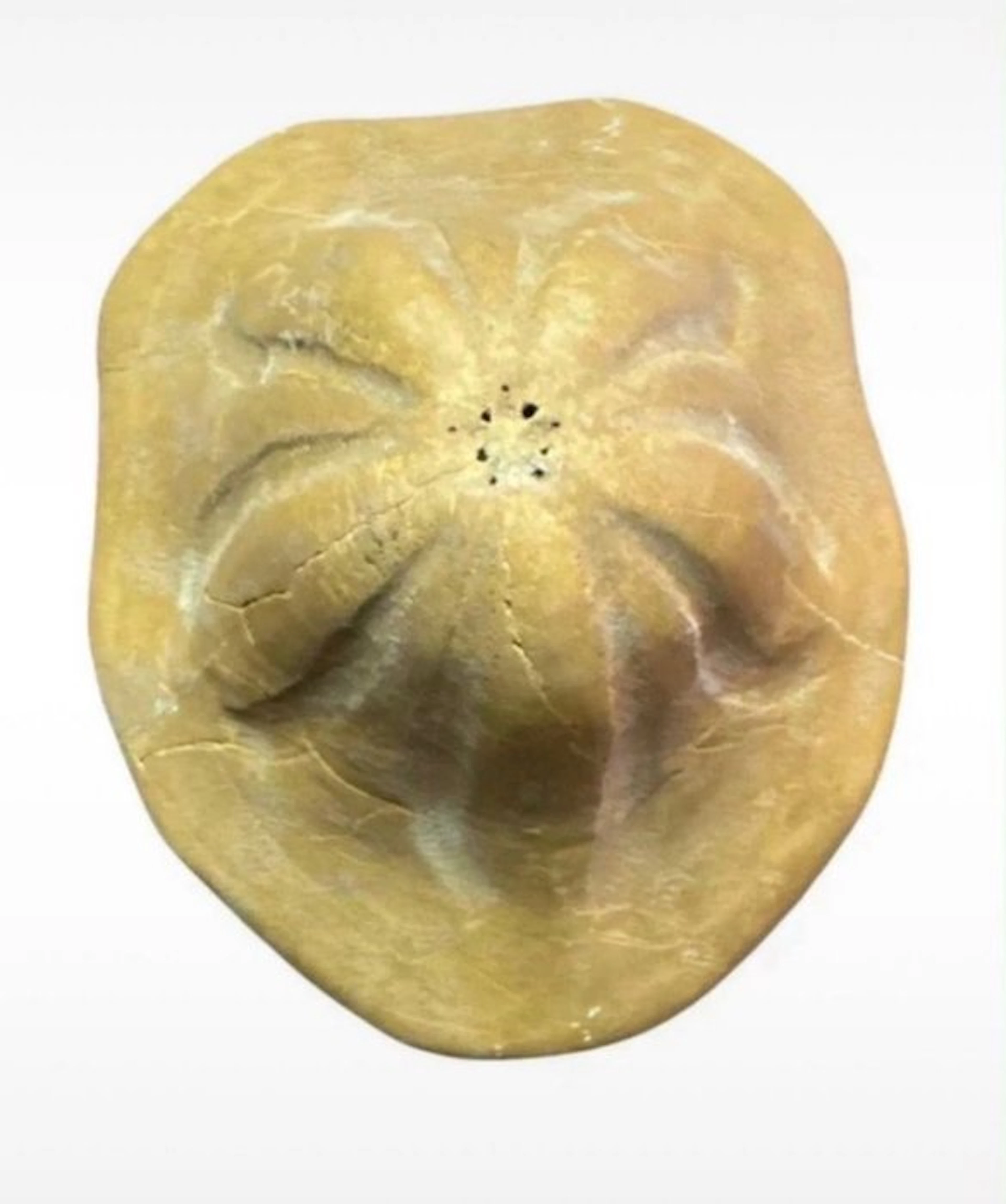 Sea Urchin - Fossilised animal - clypeaster - 16 cm - 16 cm (No reserve price)