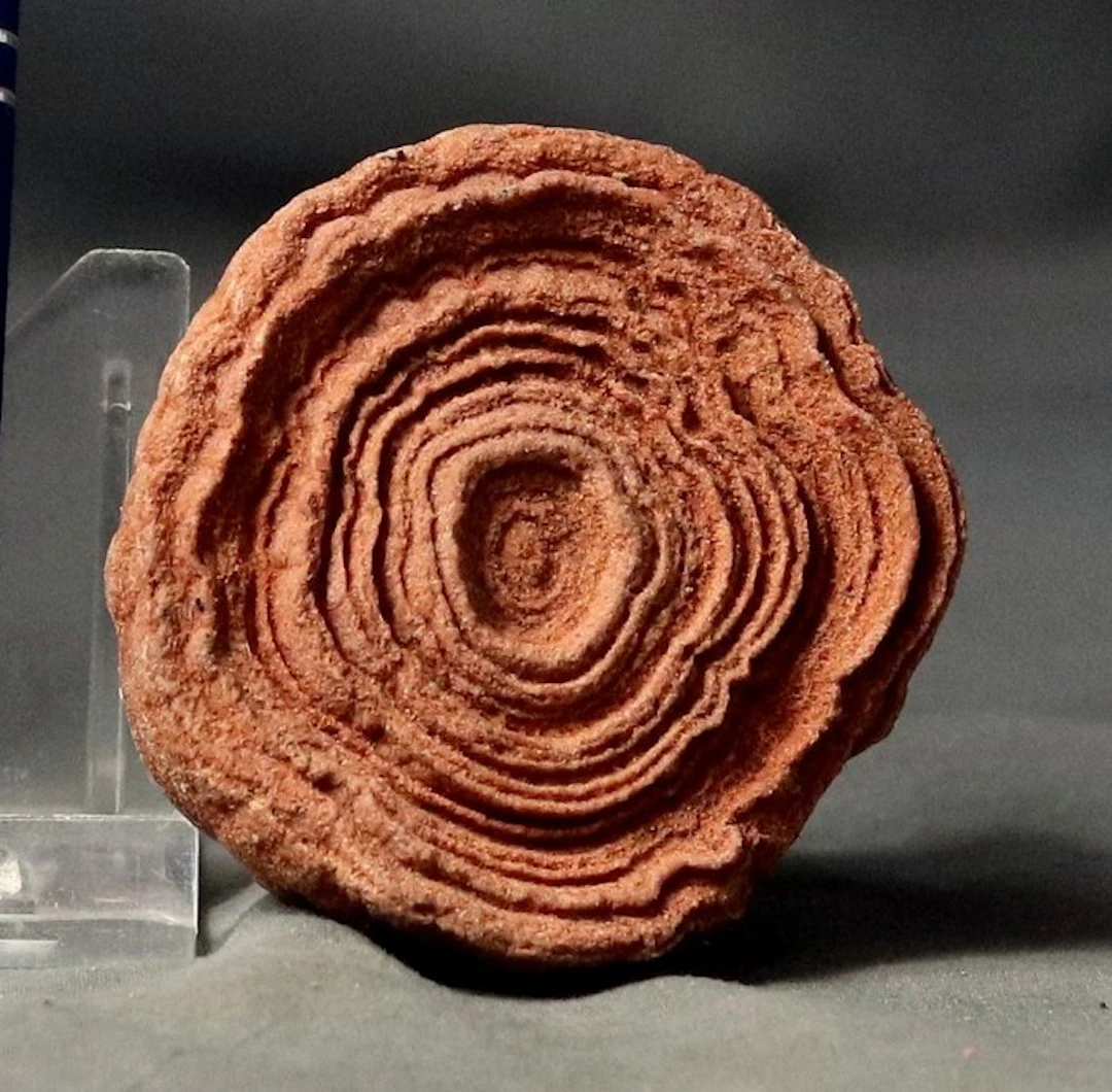 Decorative fossilized stromatolite - Fossilised plant...
