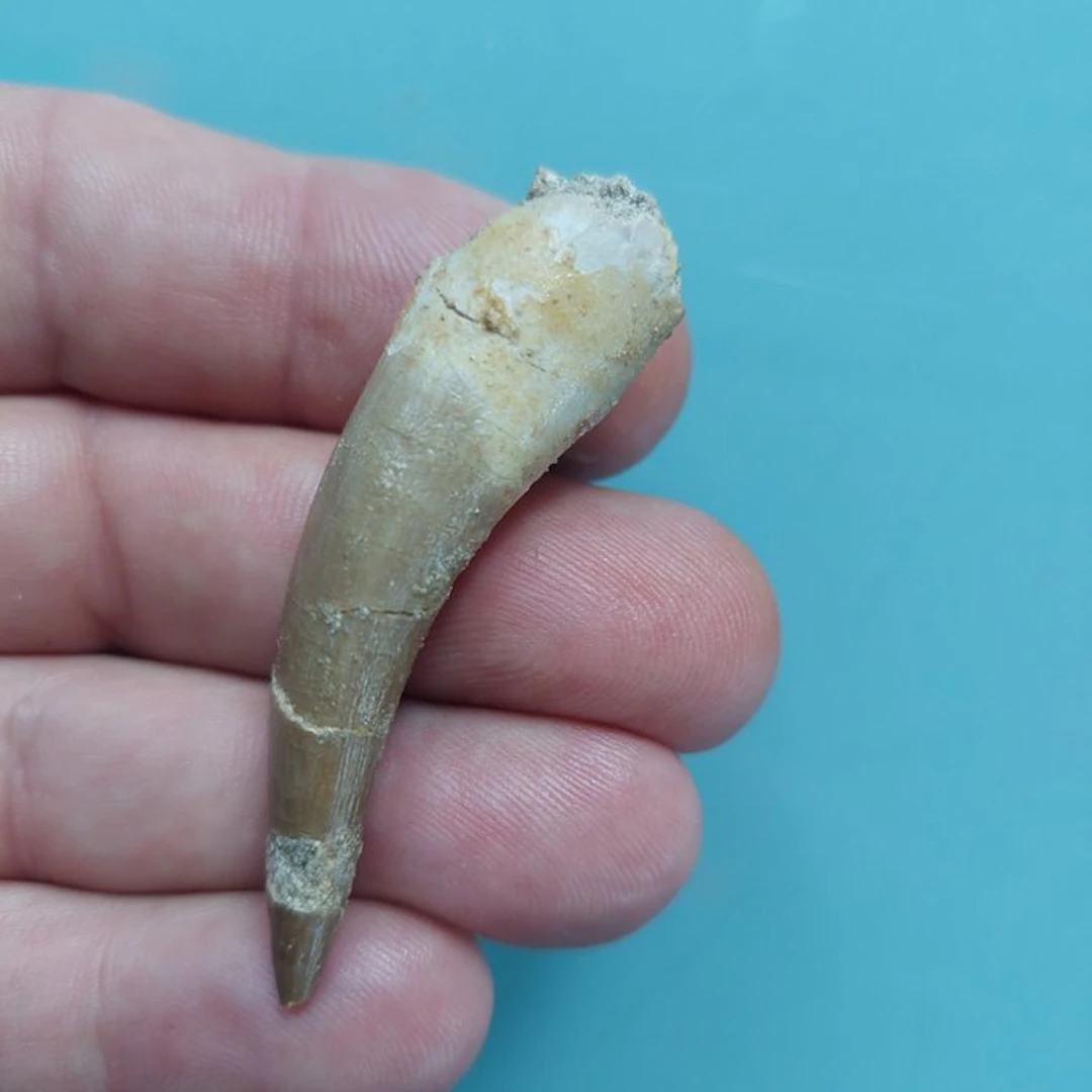 Marine reptile - Fossil tooth - Plesiosaurus - 60 mm - 17 mm (No reserve price)