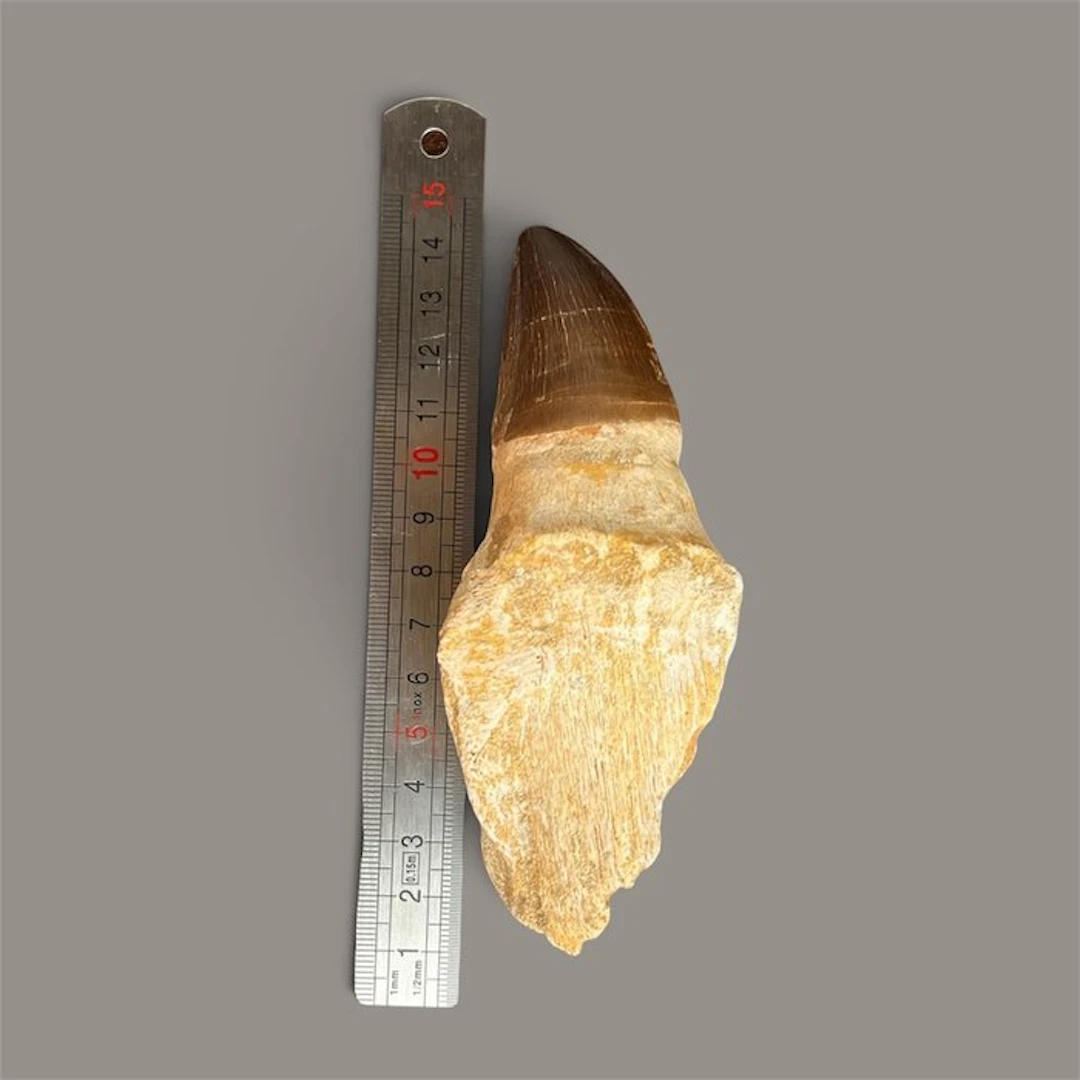 Mosasaur - Fossil tooth - hoffmani - 13 cm (No reserve price)