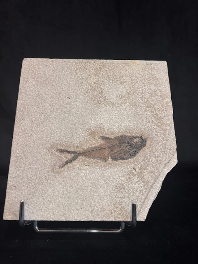 Fish - Fossil skeleton - Diplomistus - 19 cm - 18 cm