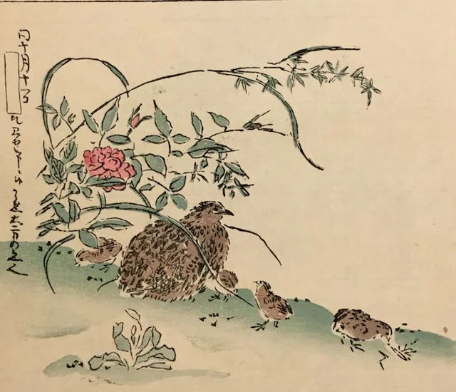 Een kwartel met kuikens - Takizawa Kiyoshi aktief...