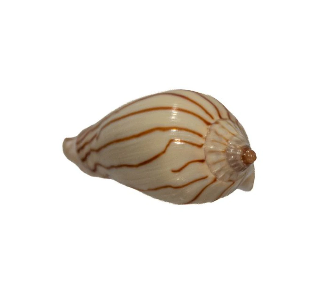 Zebra volute: Amoria zebra f