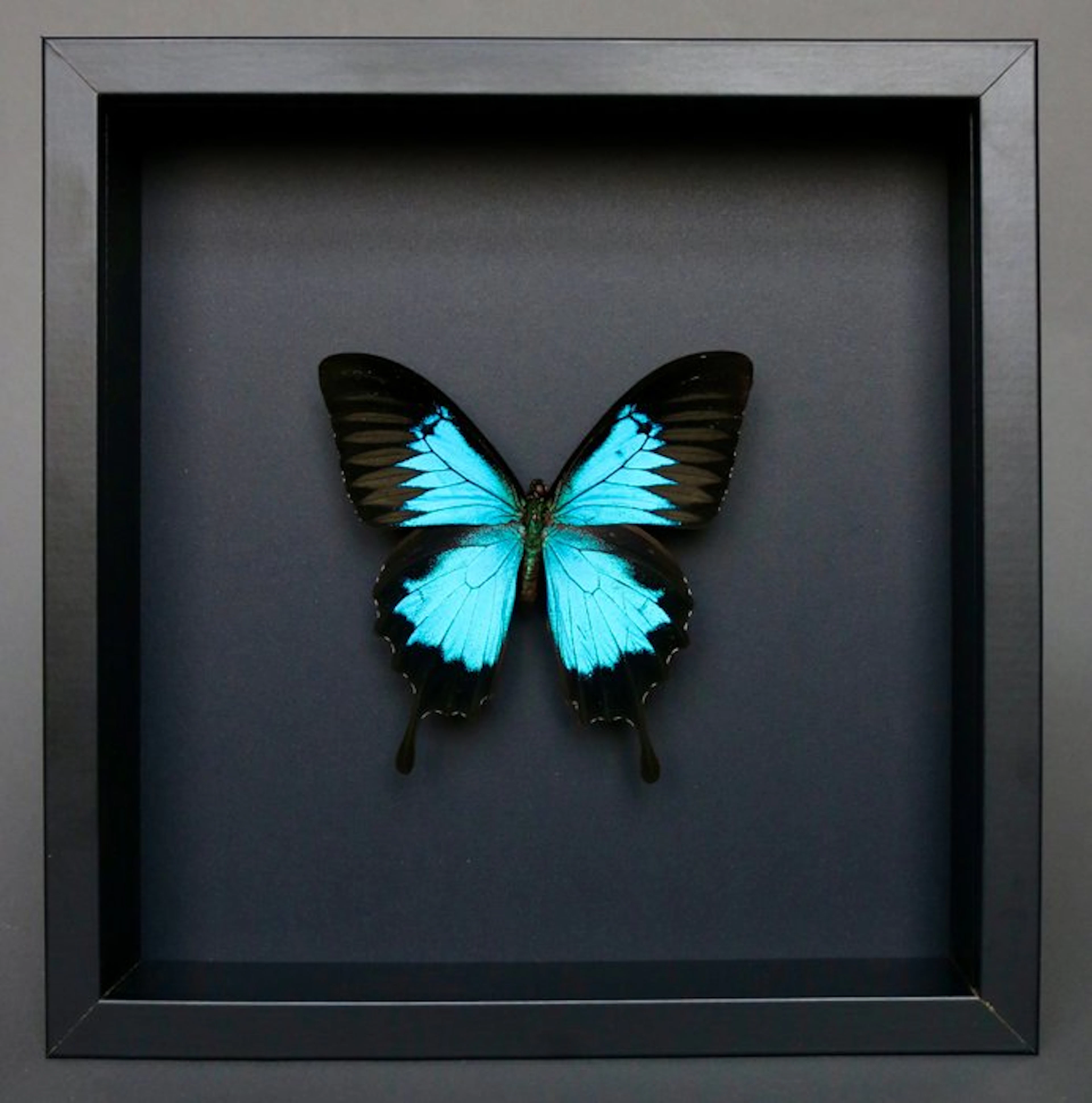 Butterfly Taxidermy full body mount - Papilio Ulysses...