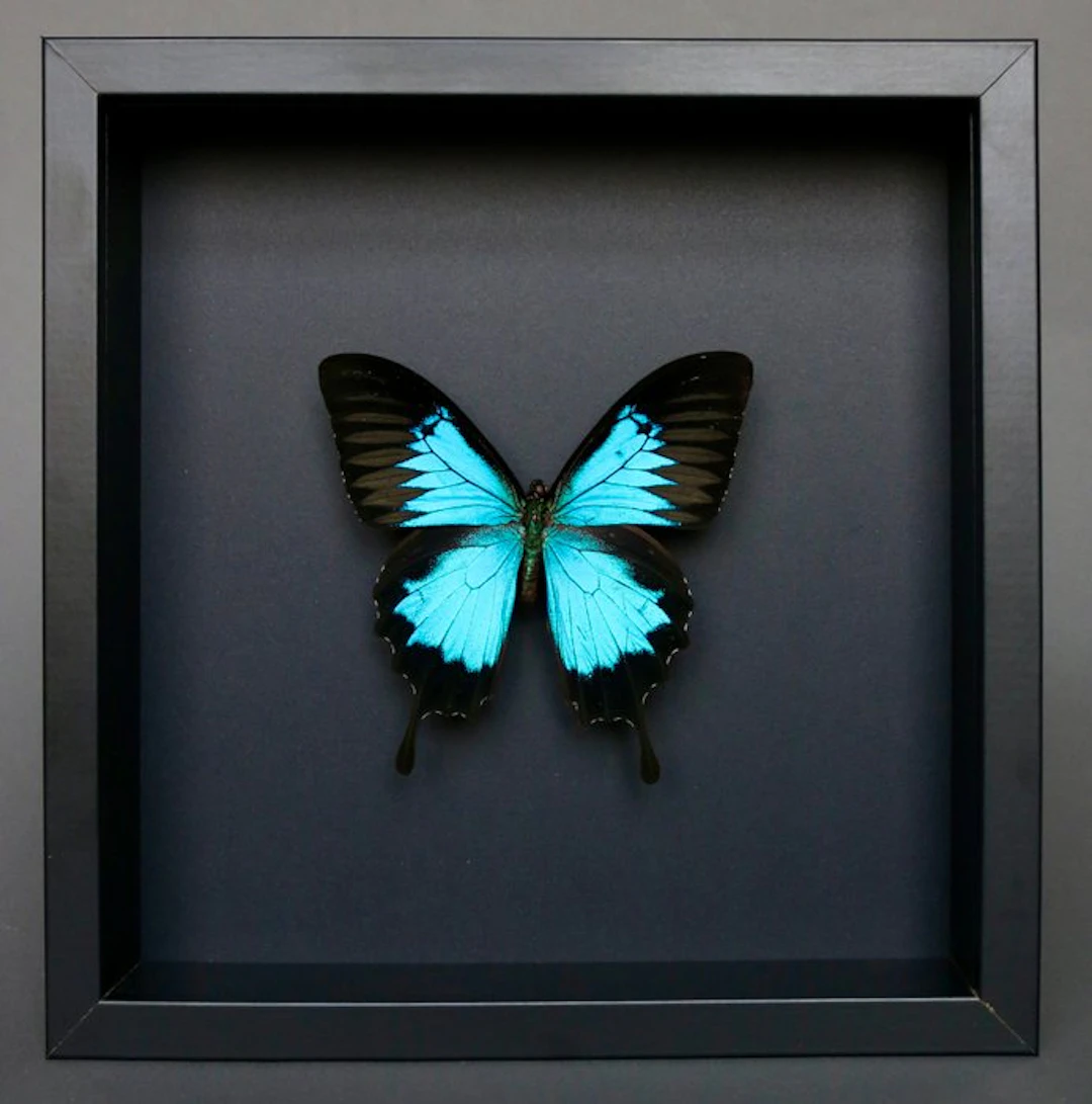 Butterfly Taxidermy full body mount - Papilio Ulysses...