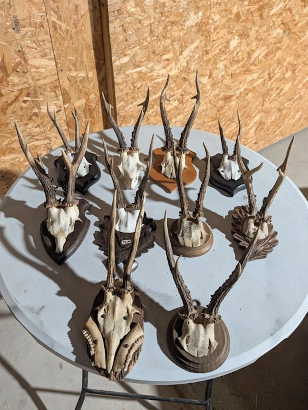 Roebuck Taxidermy wall mount - Capreolus capreolus - 33...