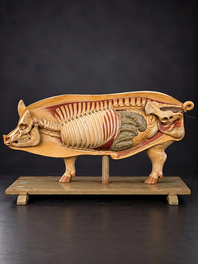 Education/demonstration model - Composite - 1930-1940...