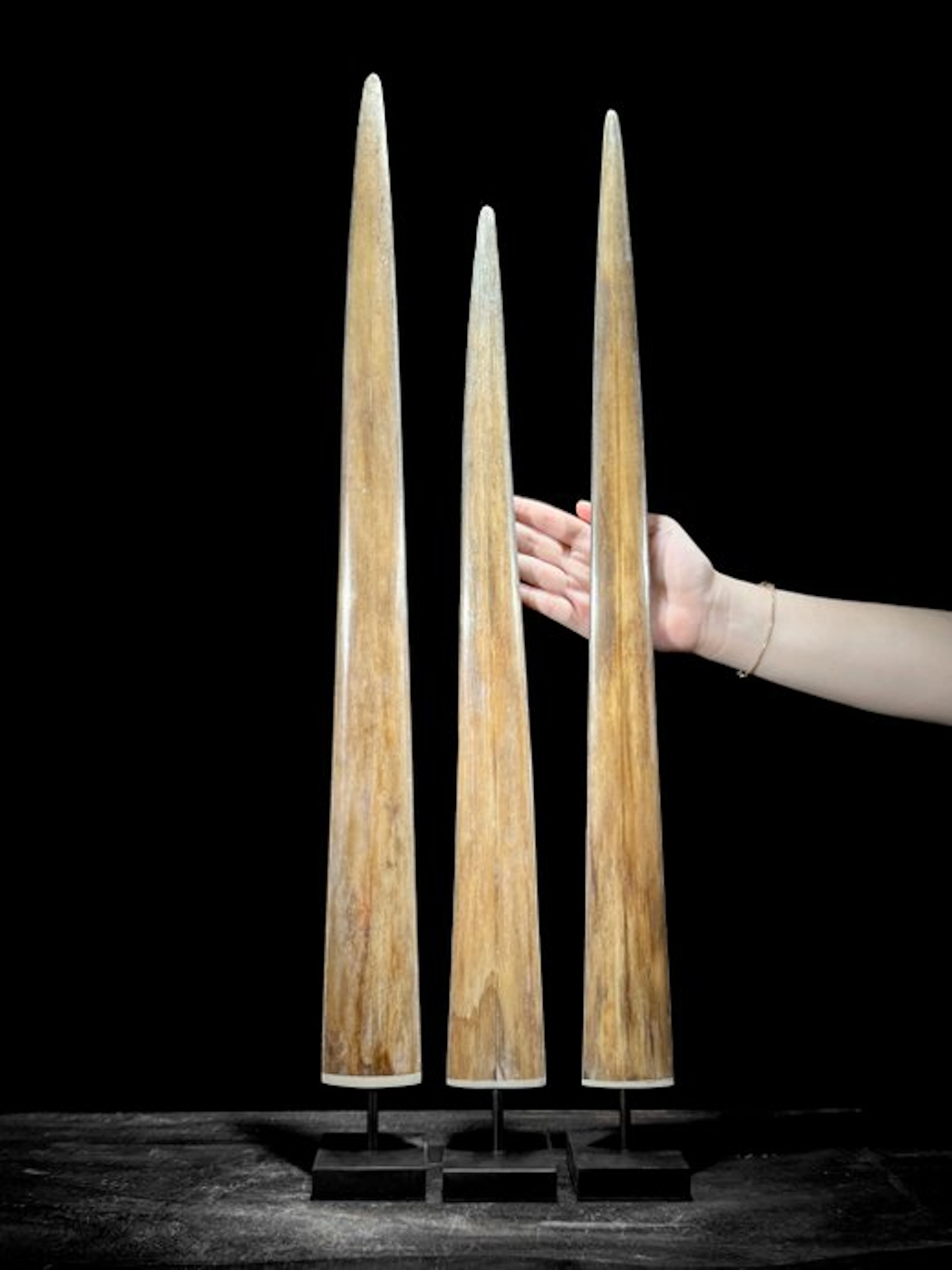 NO RESERVE PRICE - Stunning set 3 of Swordfish Tusks...
