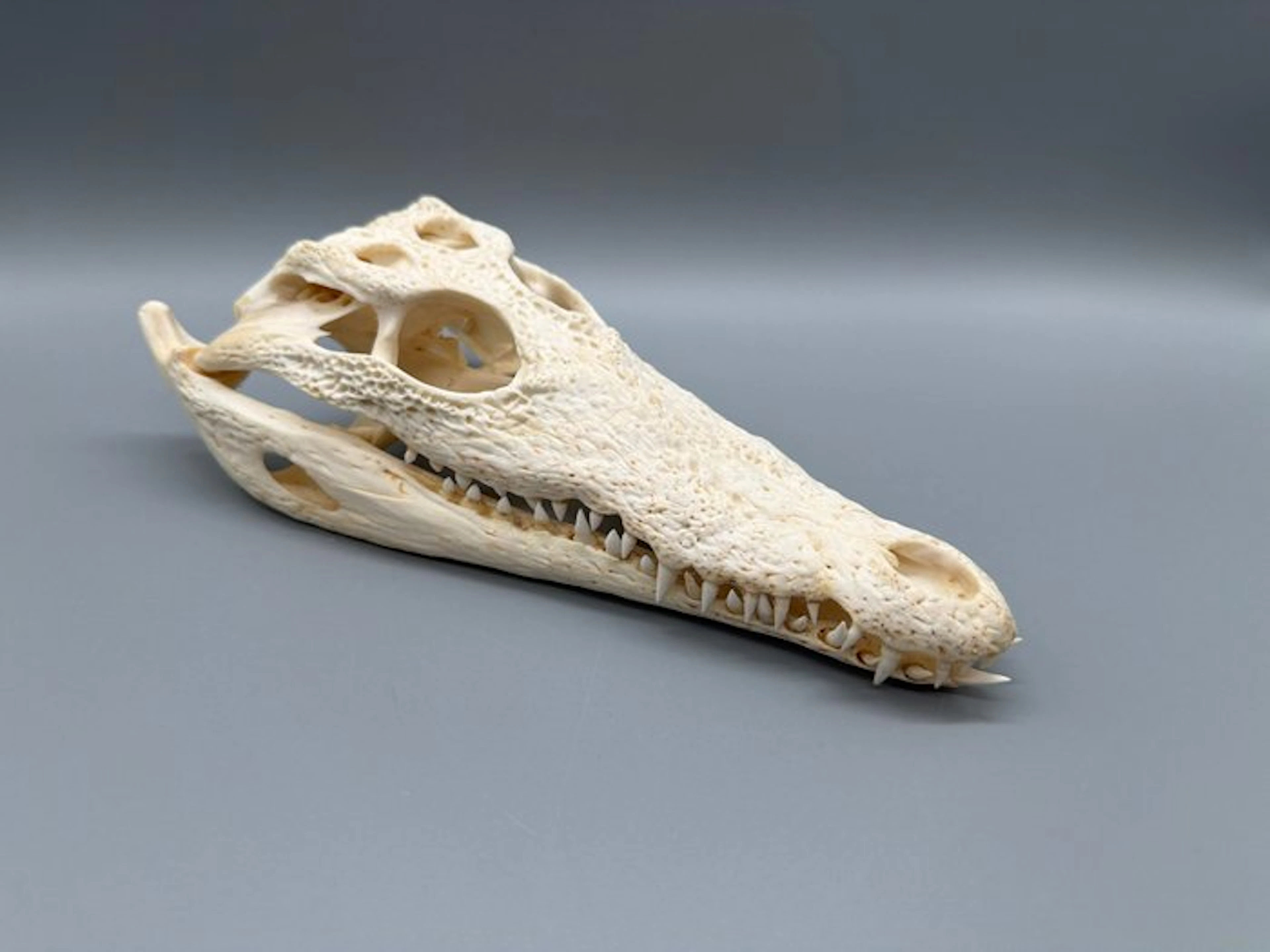 Nile Crocodile Skull - Crocodylus niloticus - 6 cm - 10...