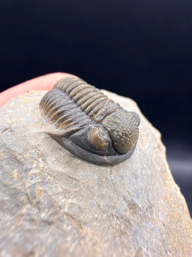 Trilobite - Fossilised animal - Gerastos - 4.7 cm (No reserve price)