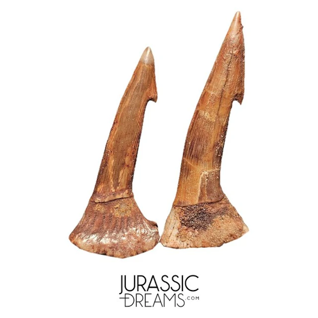 Set of 2 Nicely Preserved Onchopristis numidus Rostral...