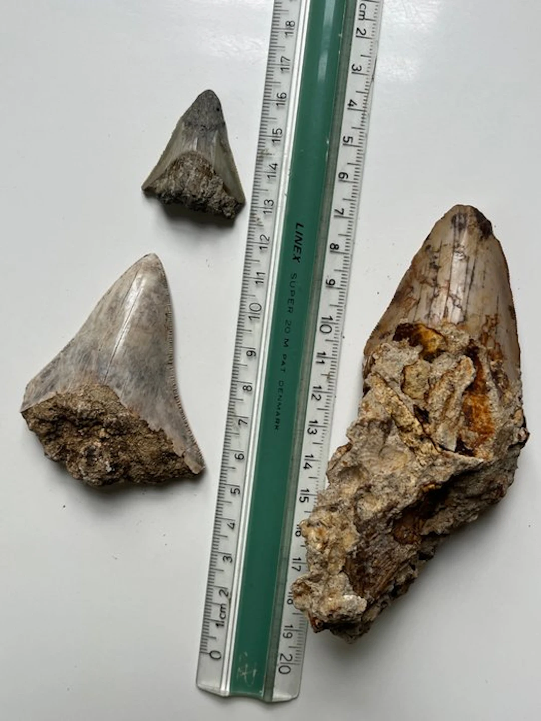3 x Megalodon tooth 12,1 cm