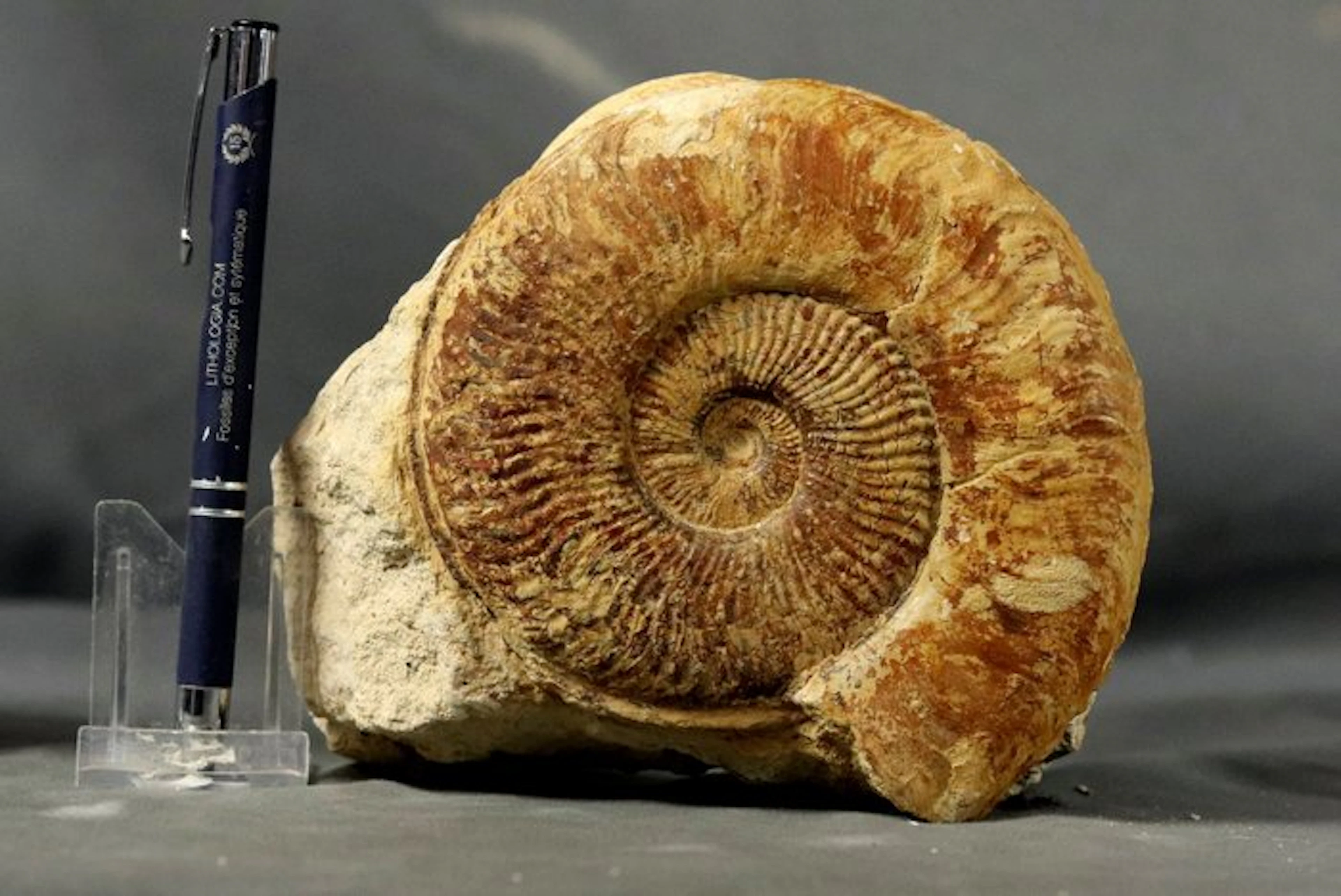 A big one - Fine Ammonite with shell preservation - and a...