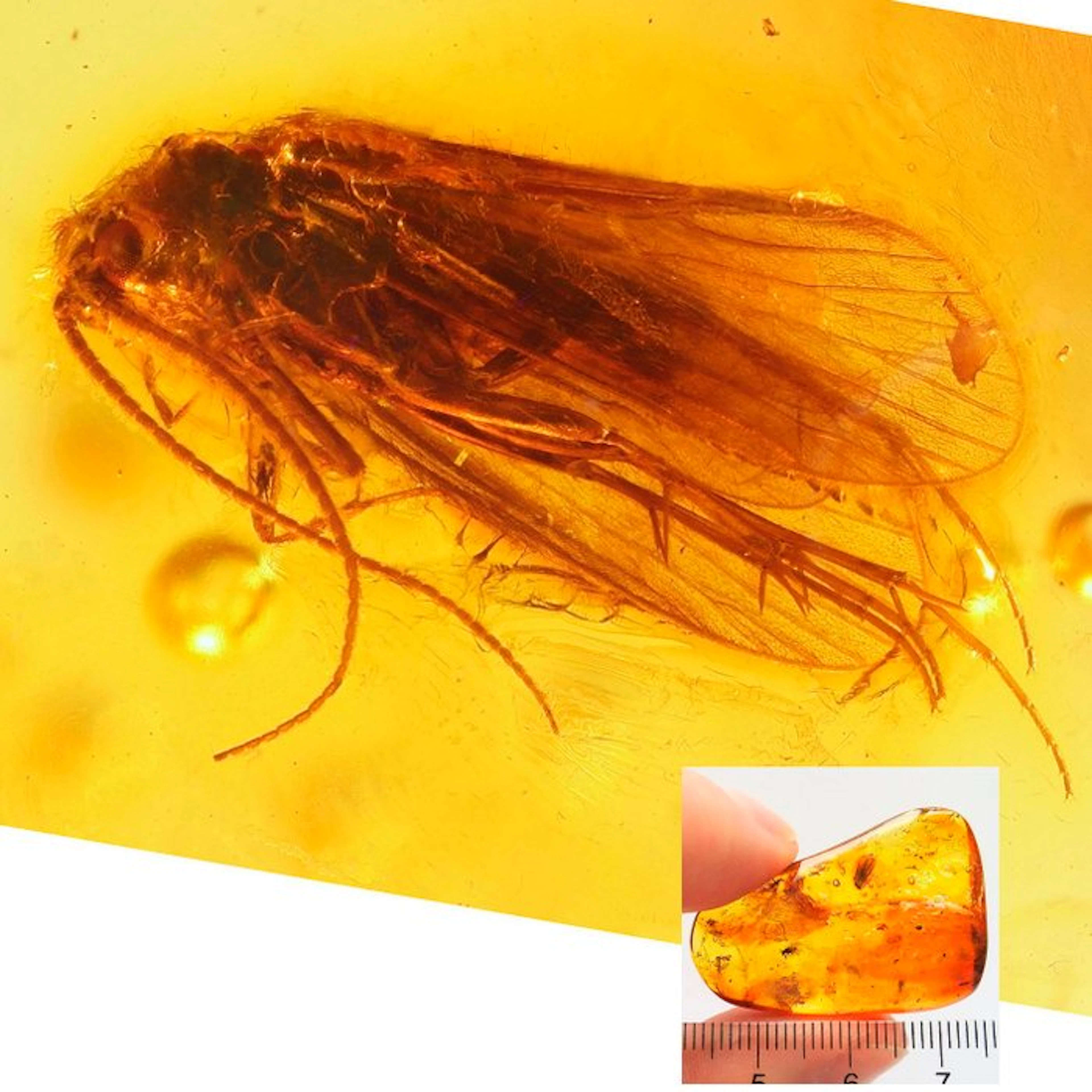 Amber - Amber - Moth + spider + 2 flys + more - Moth is 4,5mm - 35 mm - 8 mm