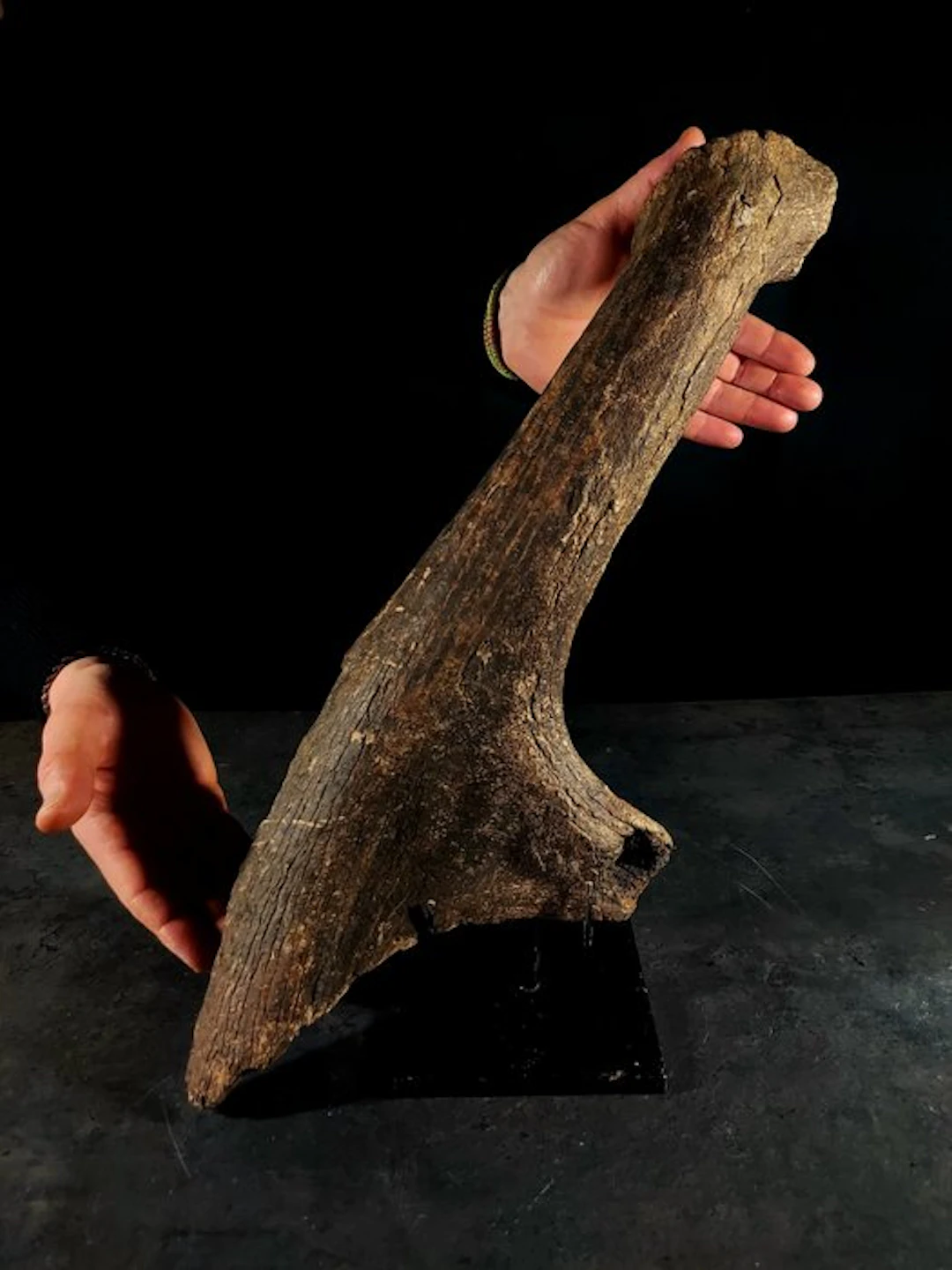 stage of a fossil deer - Fossil fragment - megaloceros giganteus - 9 cm - 53 cm