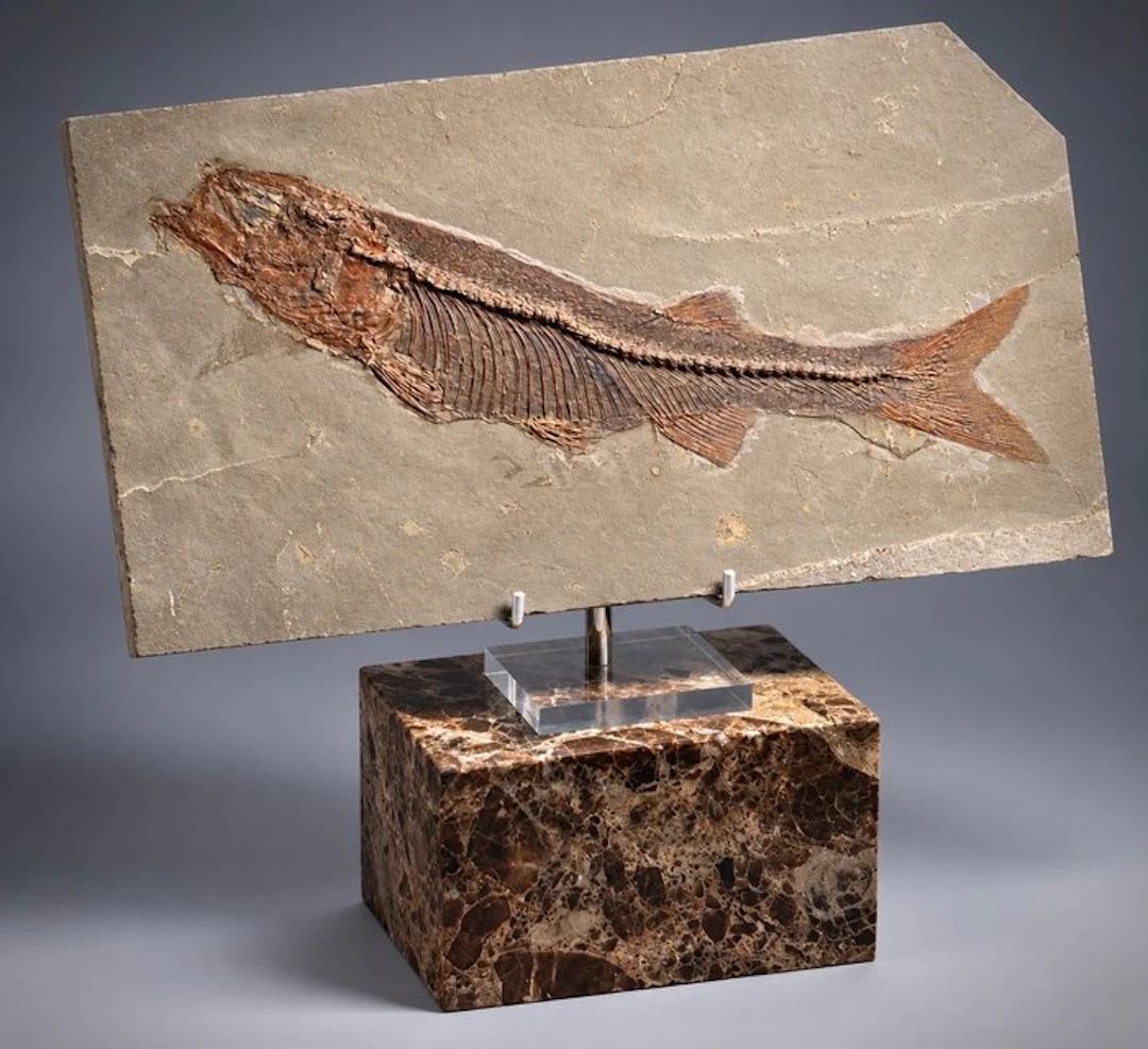 Impressive 27 cm Early Cretaceous Fossil Fish with Solid...