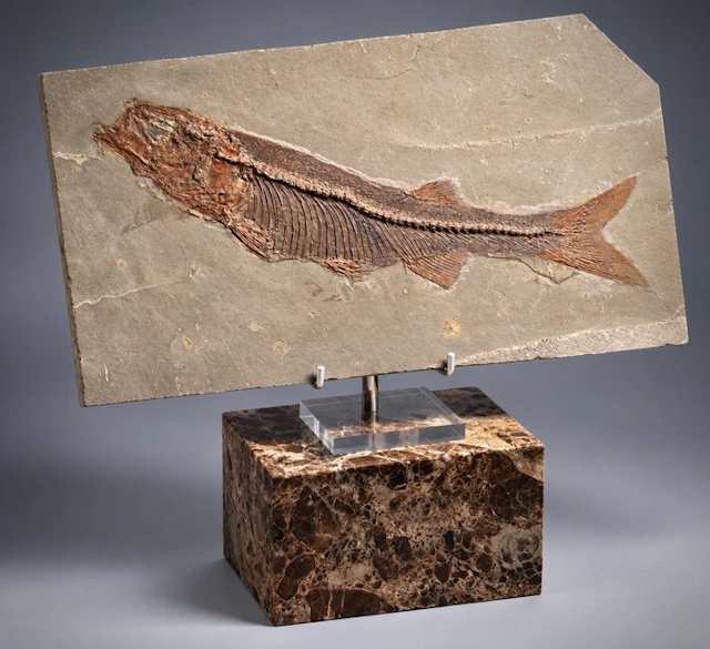 Impressive 27 cm Early Cretaceous Fossil Fish with Solid...