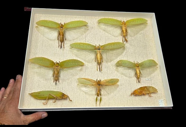 Good leaf grasshoppers insects perfect-ex French...
