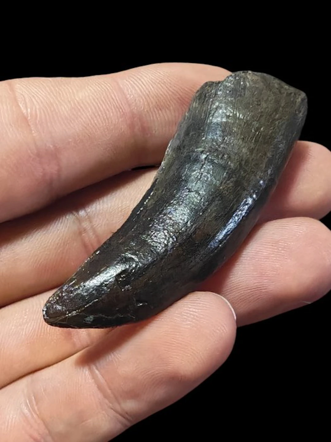 T-Rex - Fossil tooth - Tyrannosaurus Rex - 6 cm - 2 cm