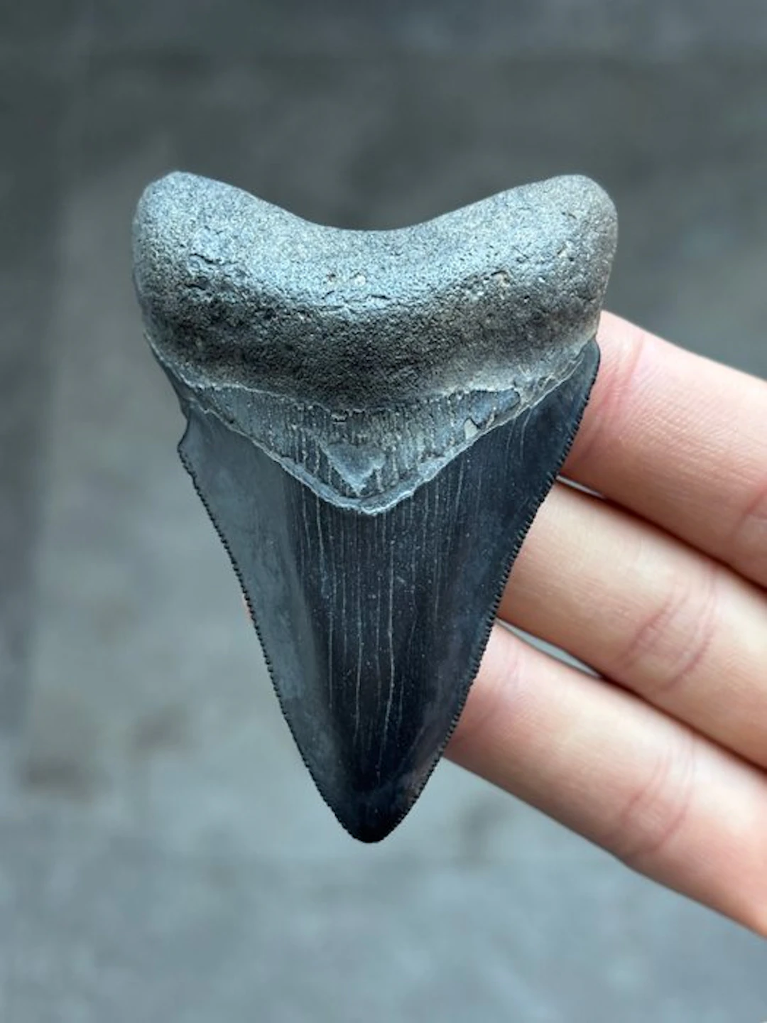 Megalodon - Fossil tooth - Otodus Megalodon - 7.82 cm
