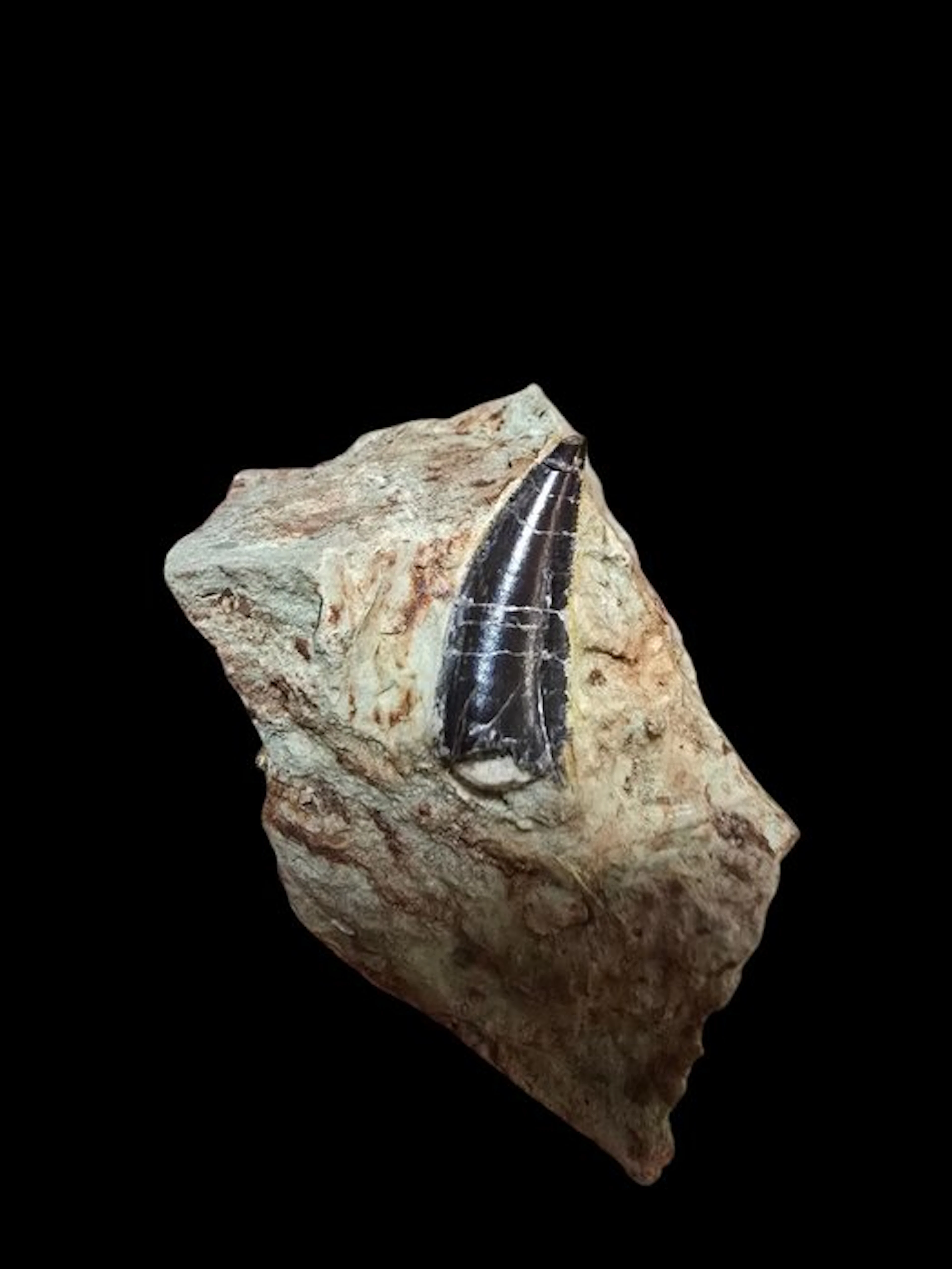 Megalosaurus - Fossil tooth - 6 cm - 3 cm