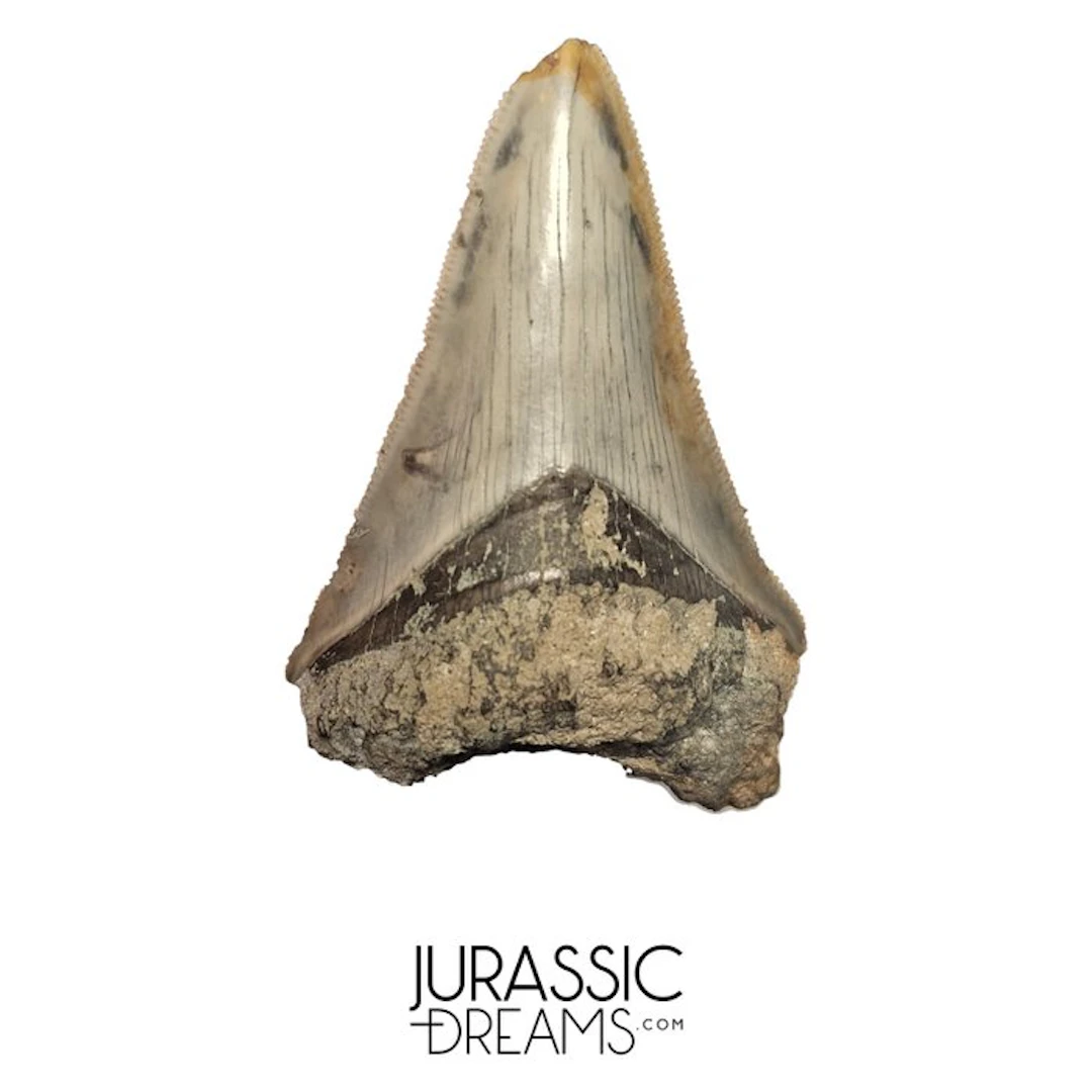 Juvenile Finest Serrated Megalodon Tooth from Rare...