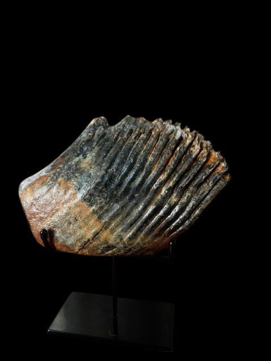 Woolly Mammoth - Fossil molar - 25 cm - 18 cm