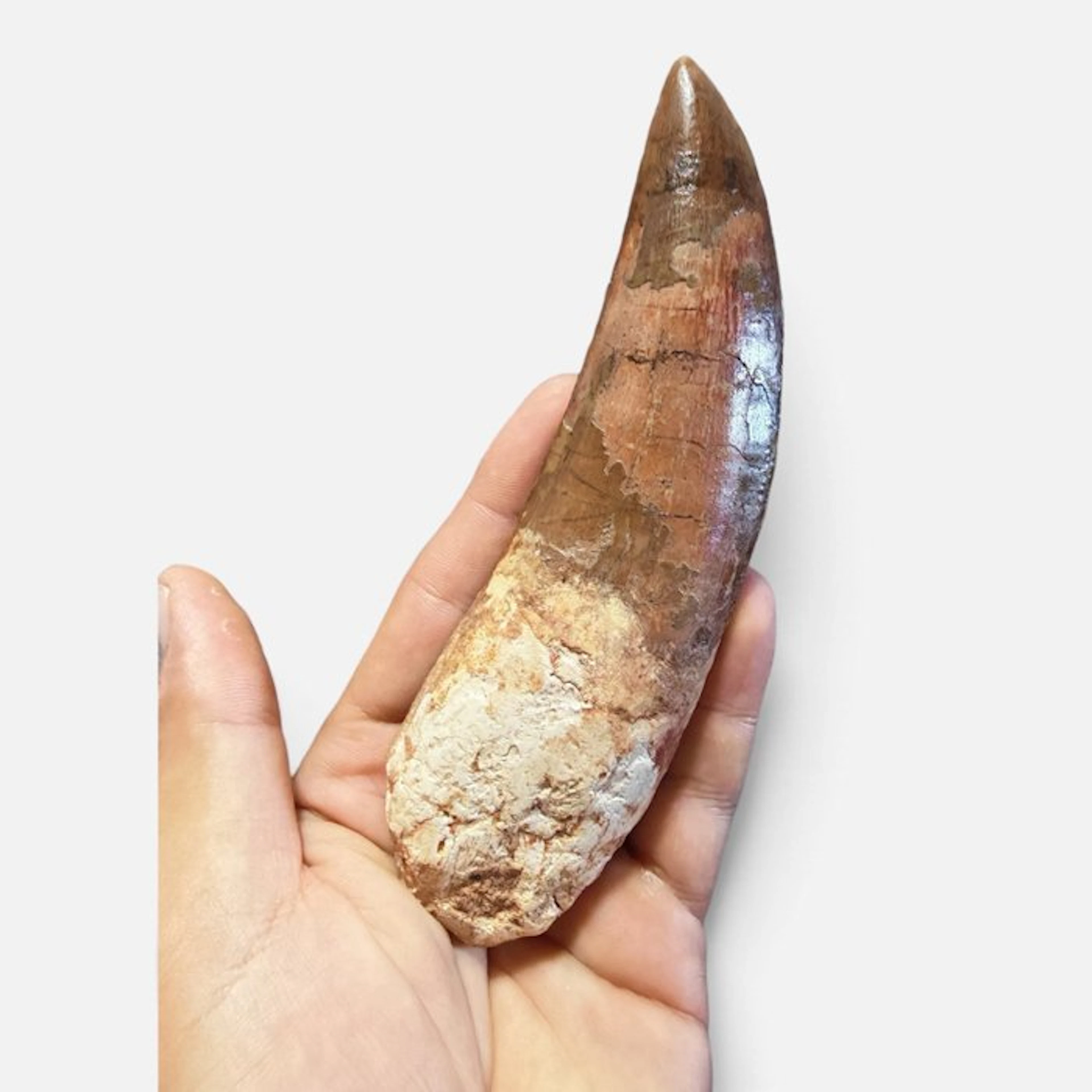 Spectacular 16 cm dinosaur tooth! - Fossil tooth...
