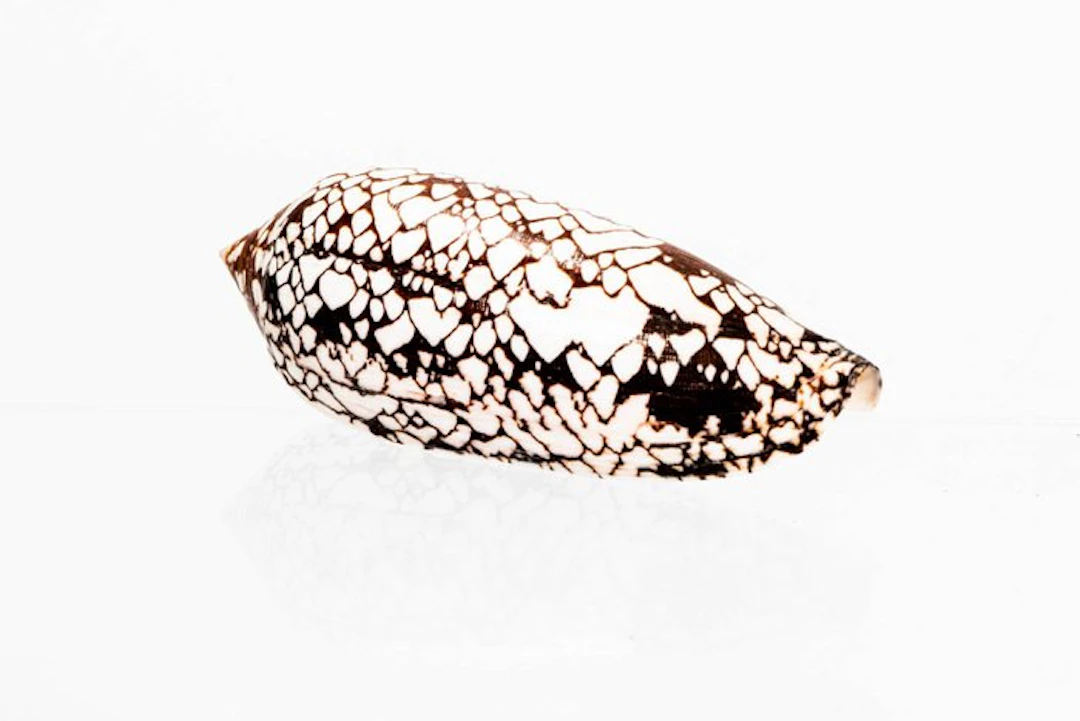 Hammer Musterung - pattern ┼ Quality Fine+++ ┼ Taxidermy...