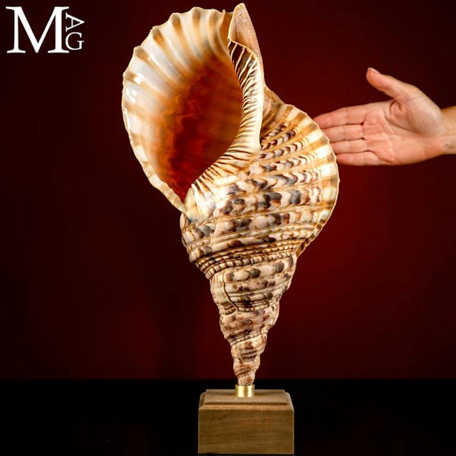 Charonia Tritonis - Shells of the Charonia Genus...