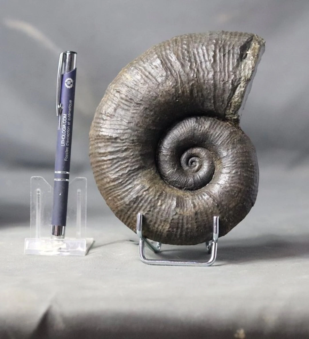 An outstanding Pliensbachian fossil - Pyrite preservation...